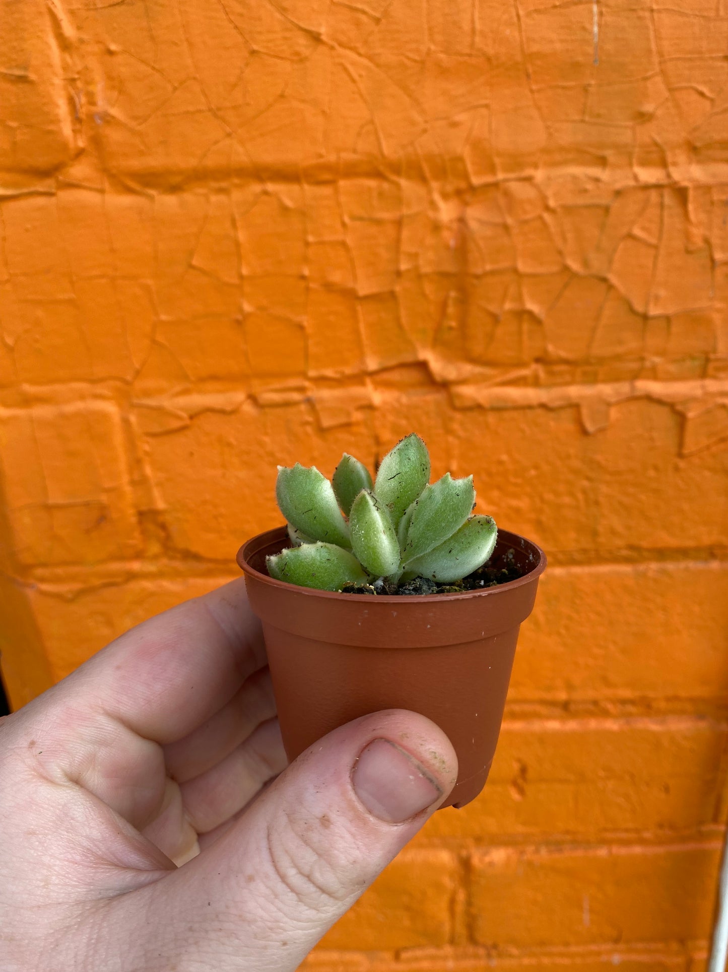 2.5" Cotyledon Tomentosa Albo Variegated | Bear Paw Succulent