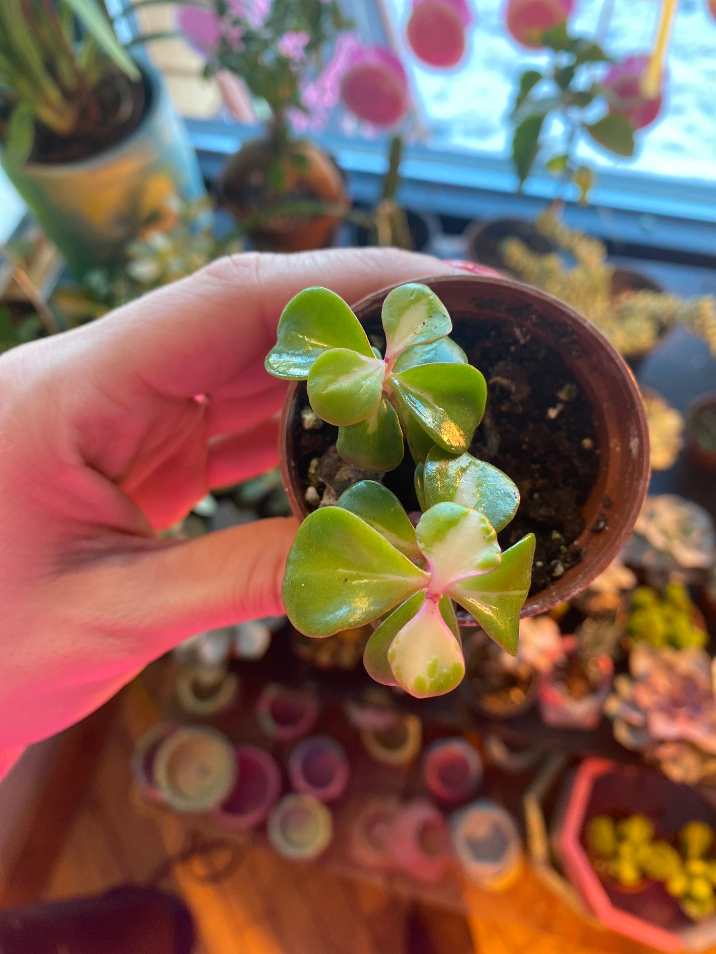 2.5" Inner Variegated Portulacaria afra | Elephant Bush