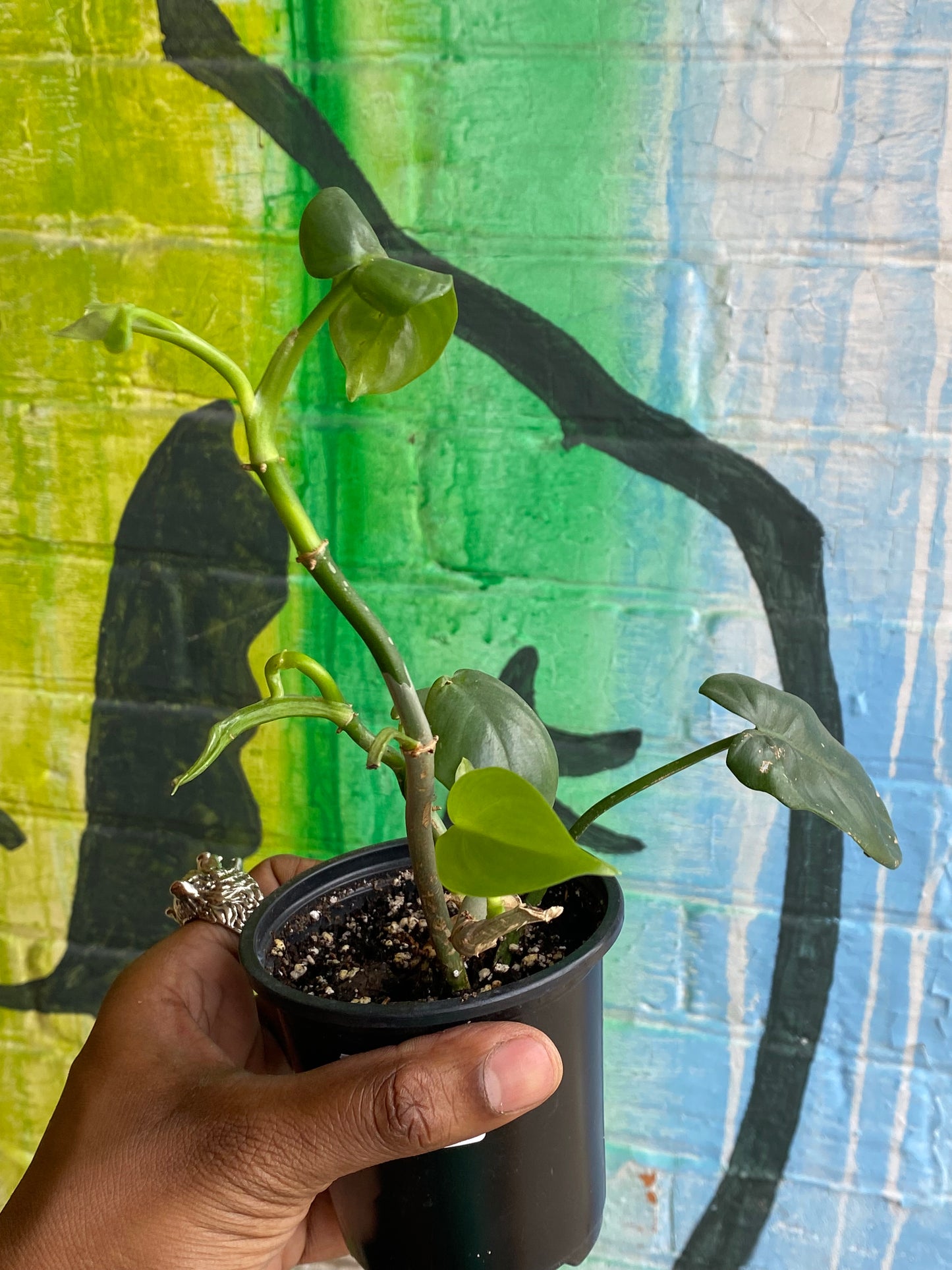 3.5" Philodendron Panduriforme (TAC)