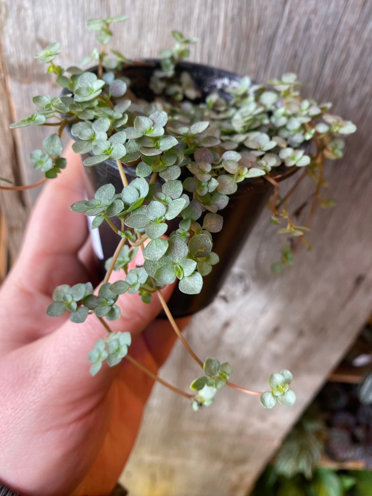 3.5" Pilea Aquamarine