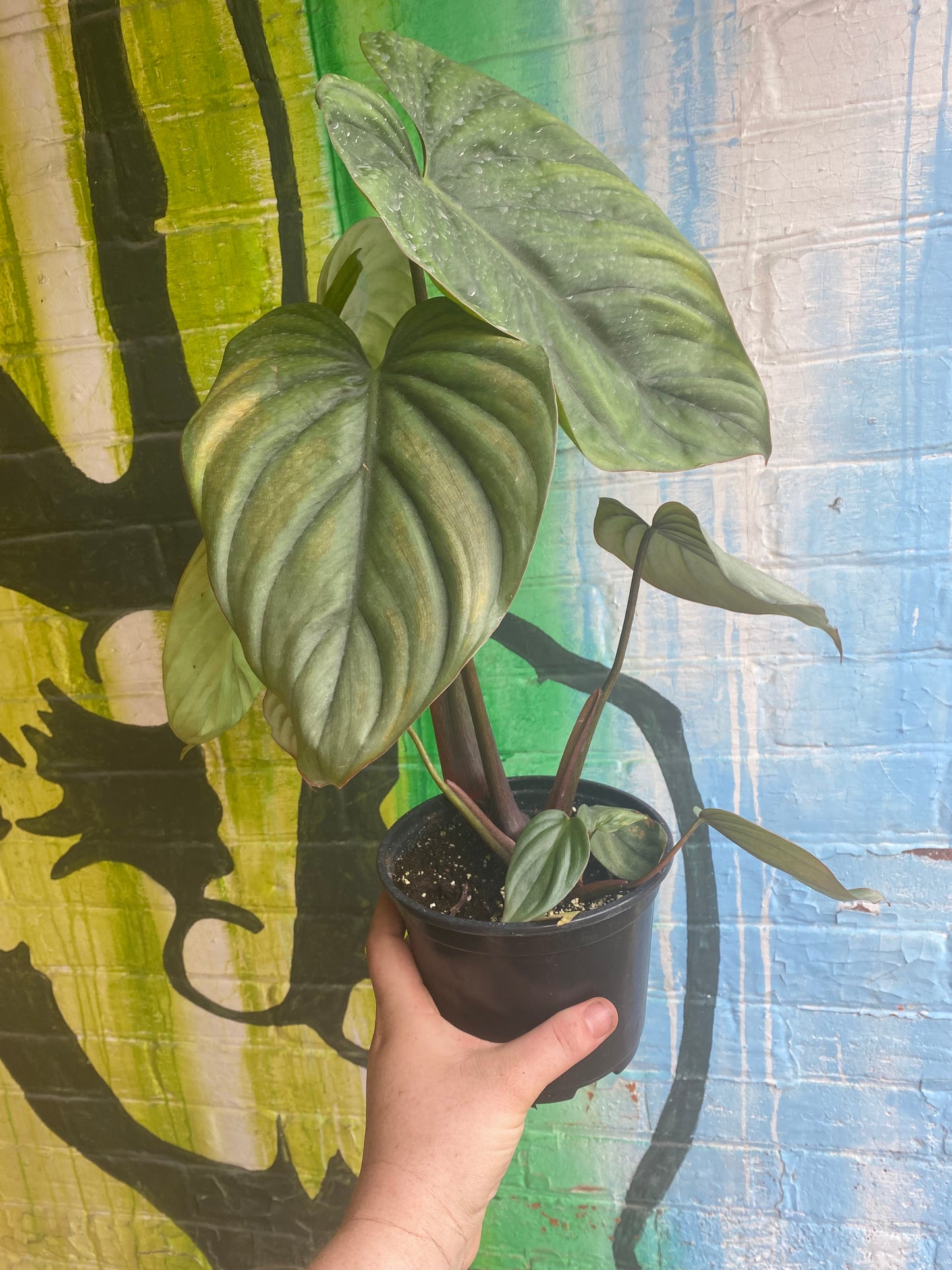 6” Philodendron Columbia