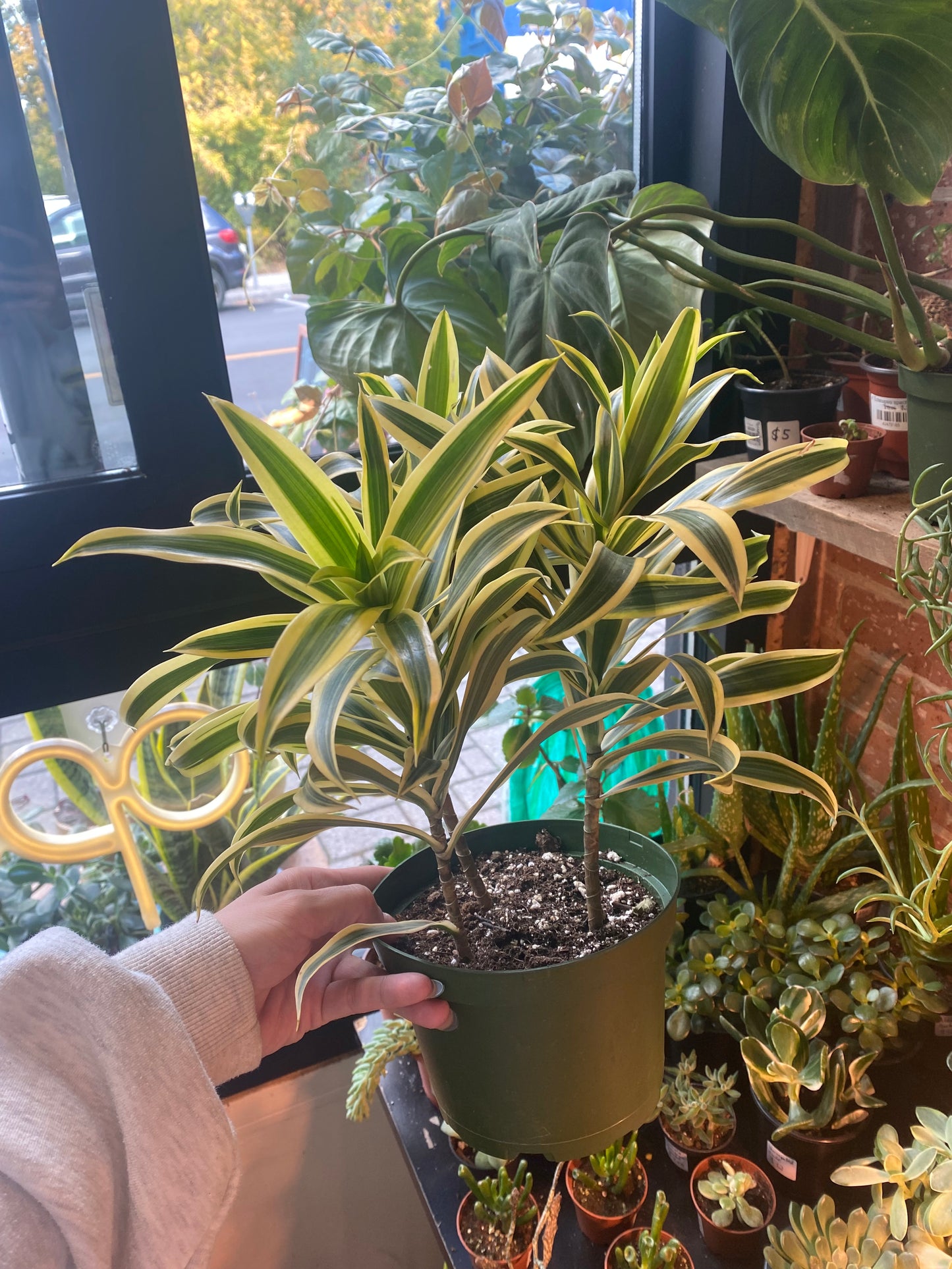 6" Song Of India | Dracaena Reflexa