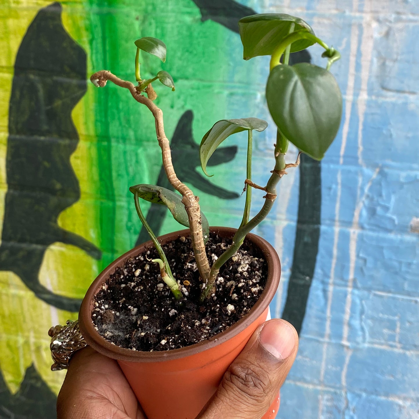3.5" Philodendron Panduriforme (TAC)