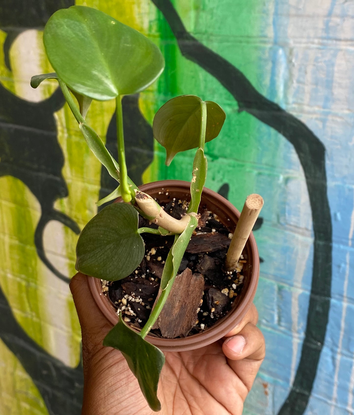 3.5" Philodendron Silver Sword (TAC)