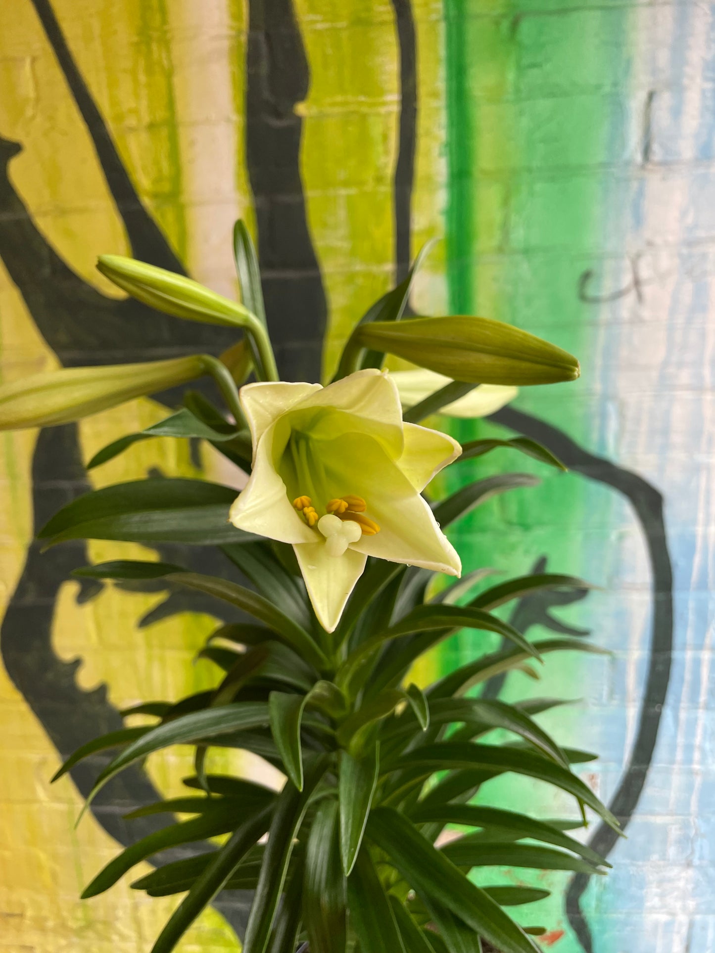 6”Easter Lily | White