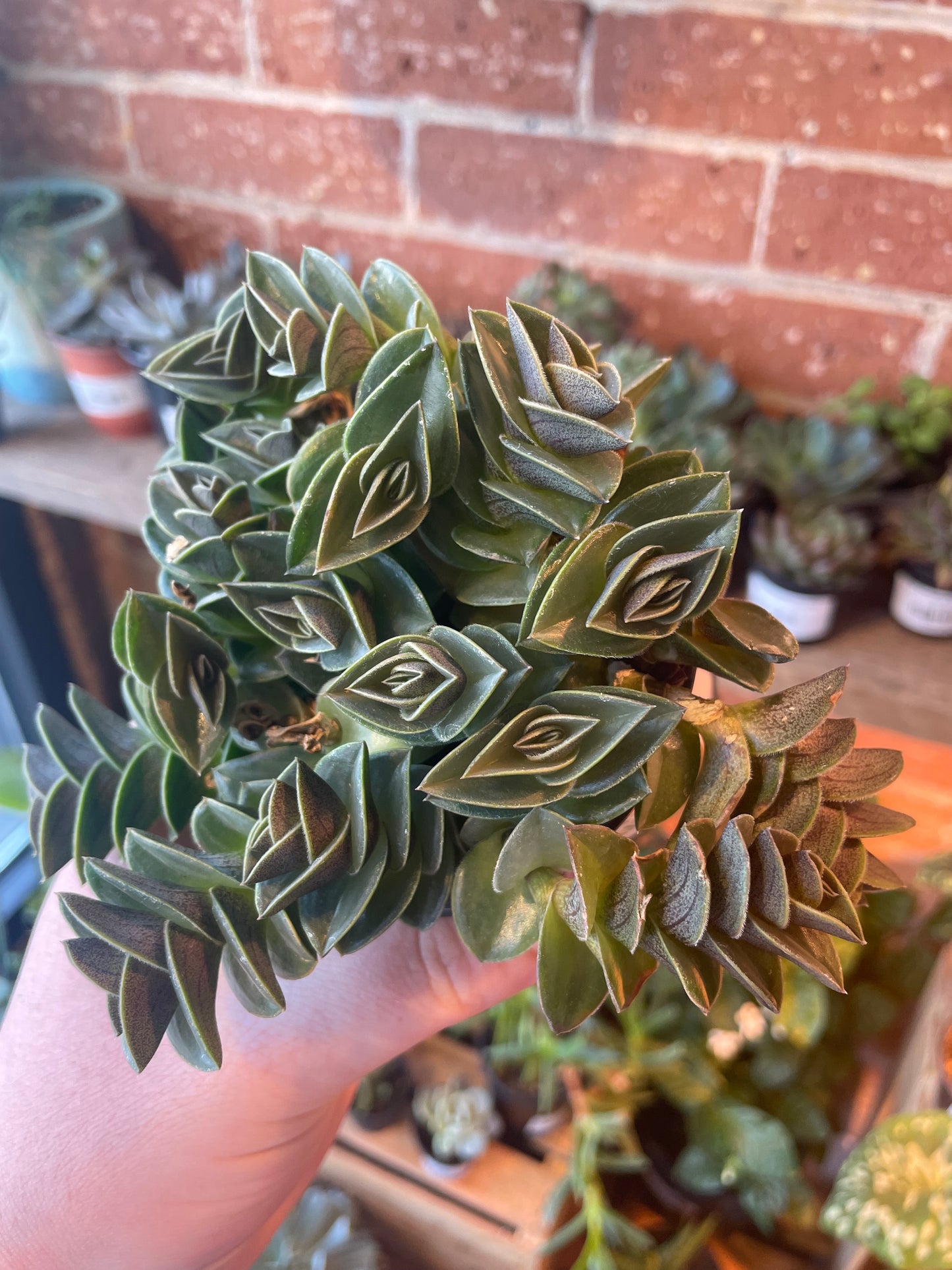 3.5” Tradescantia Navicularis