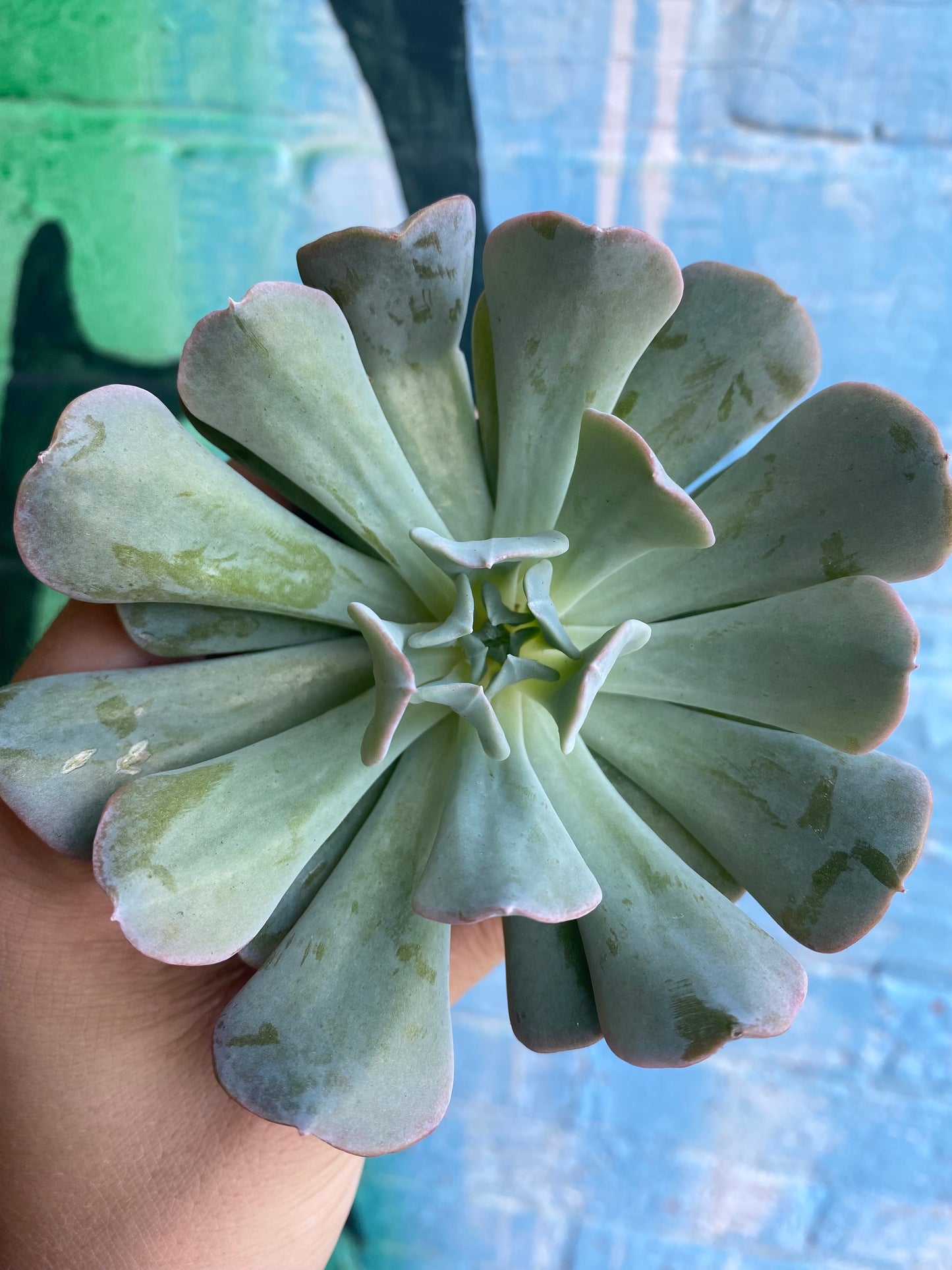 2.5" Echeveria Runyonii