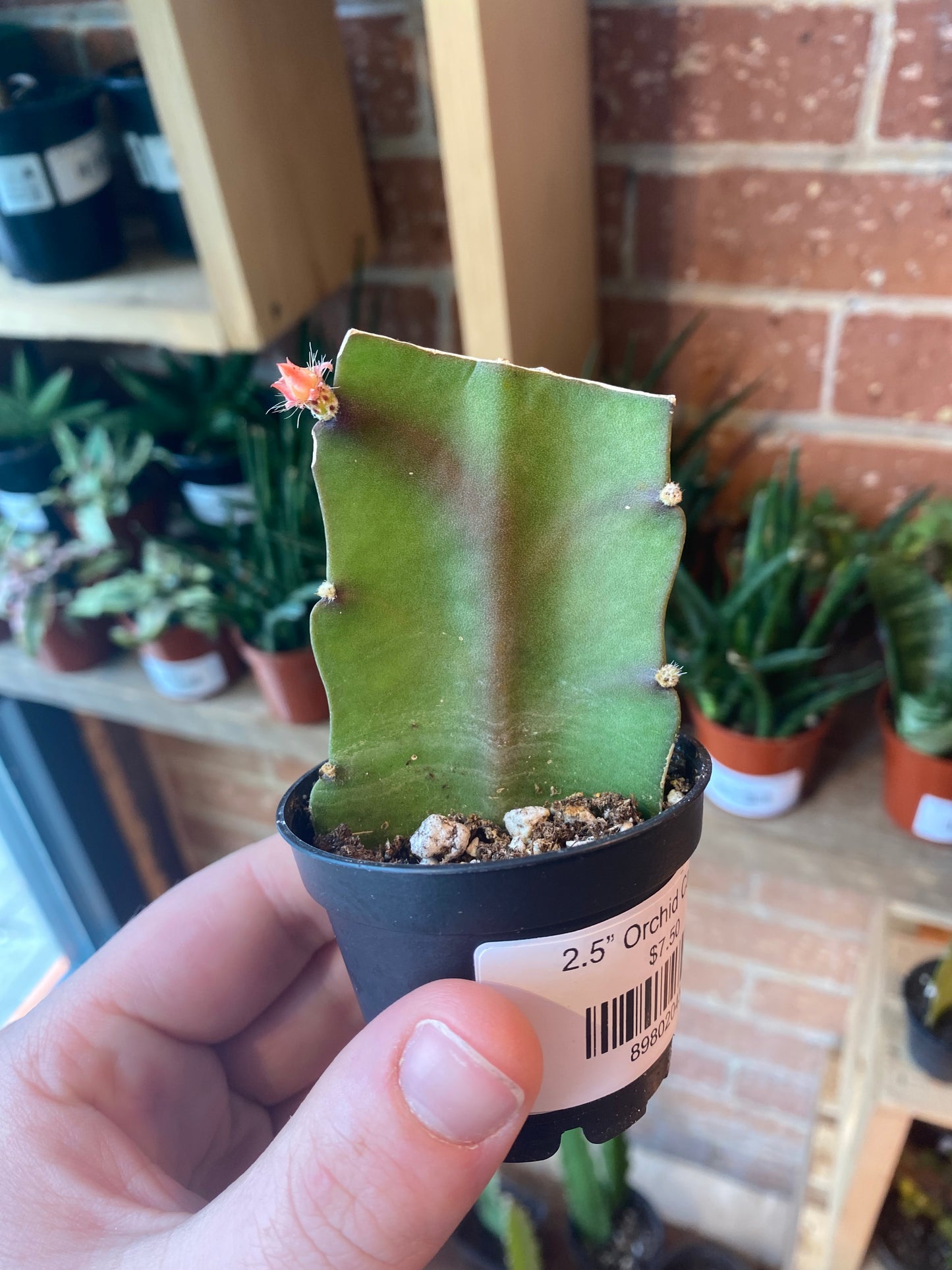 2.5” Orchid Cactus