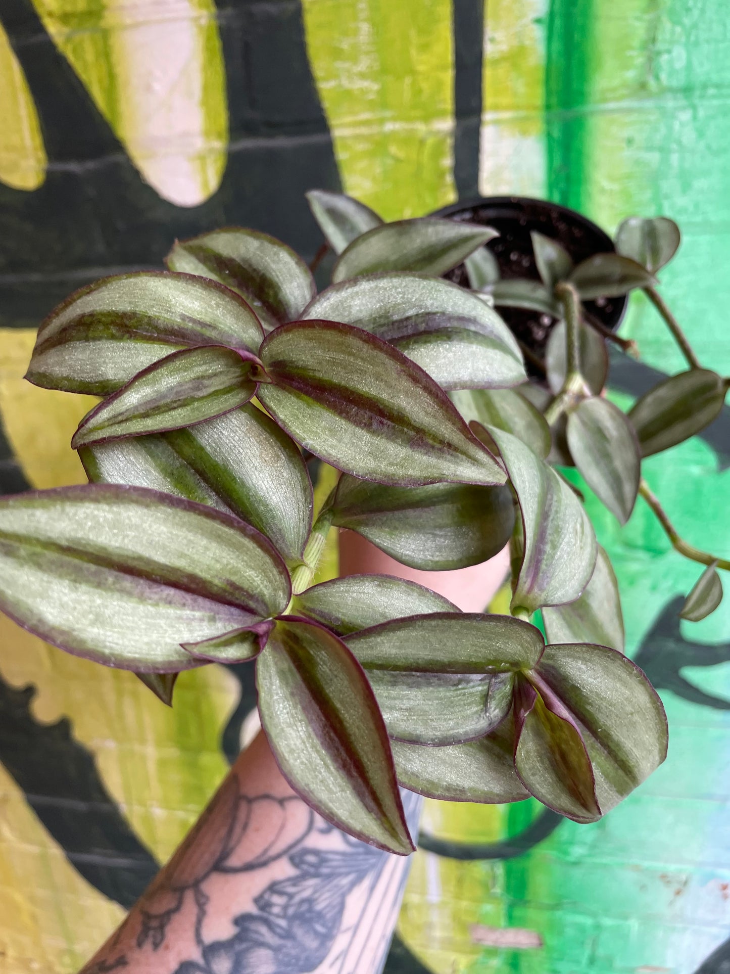 4" Tradescantia Zebrina Superba