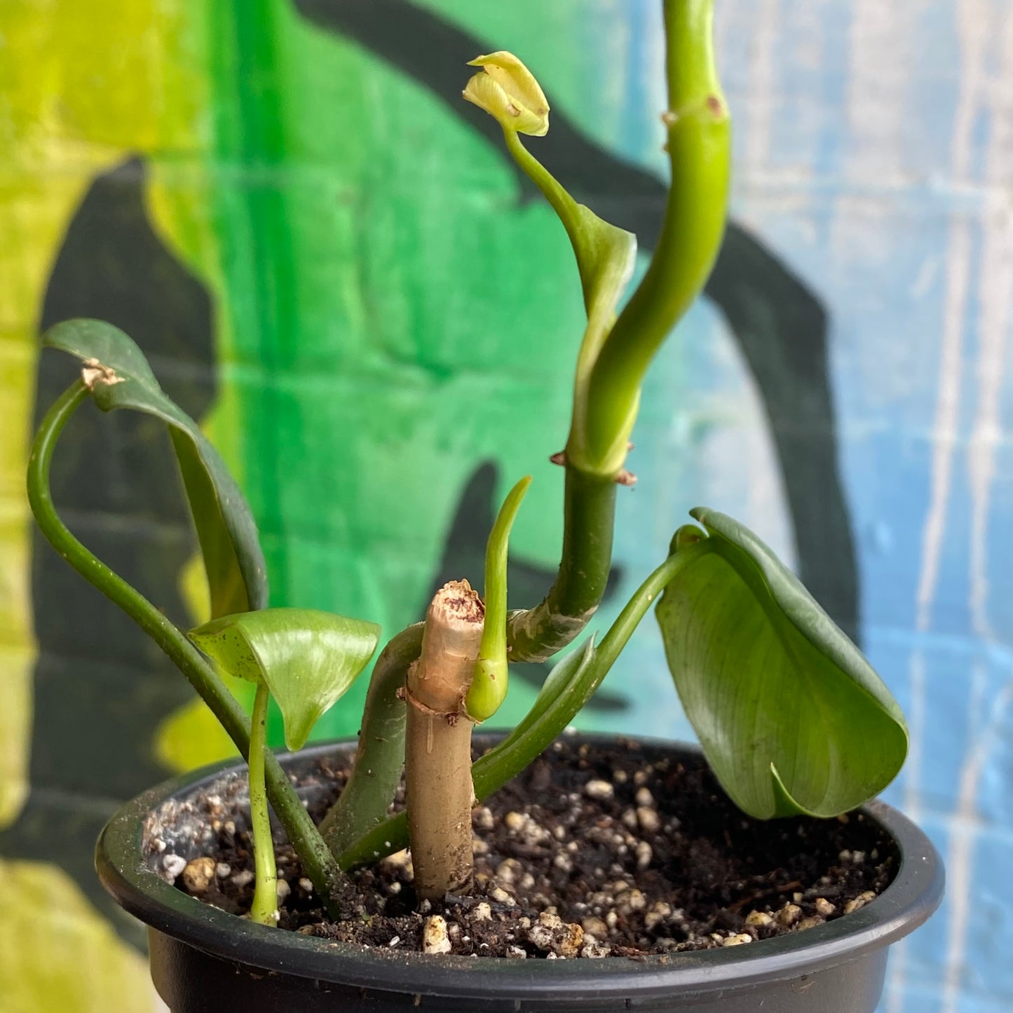 3.5" Philodendron Silver Sword (TAC)