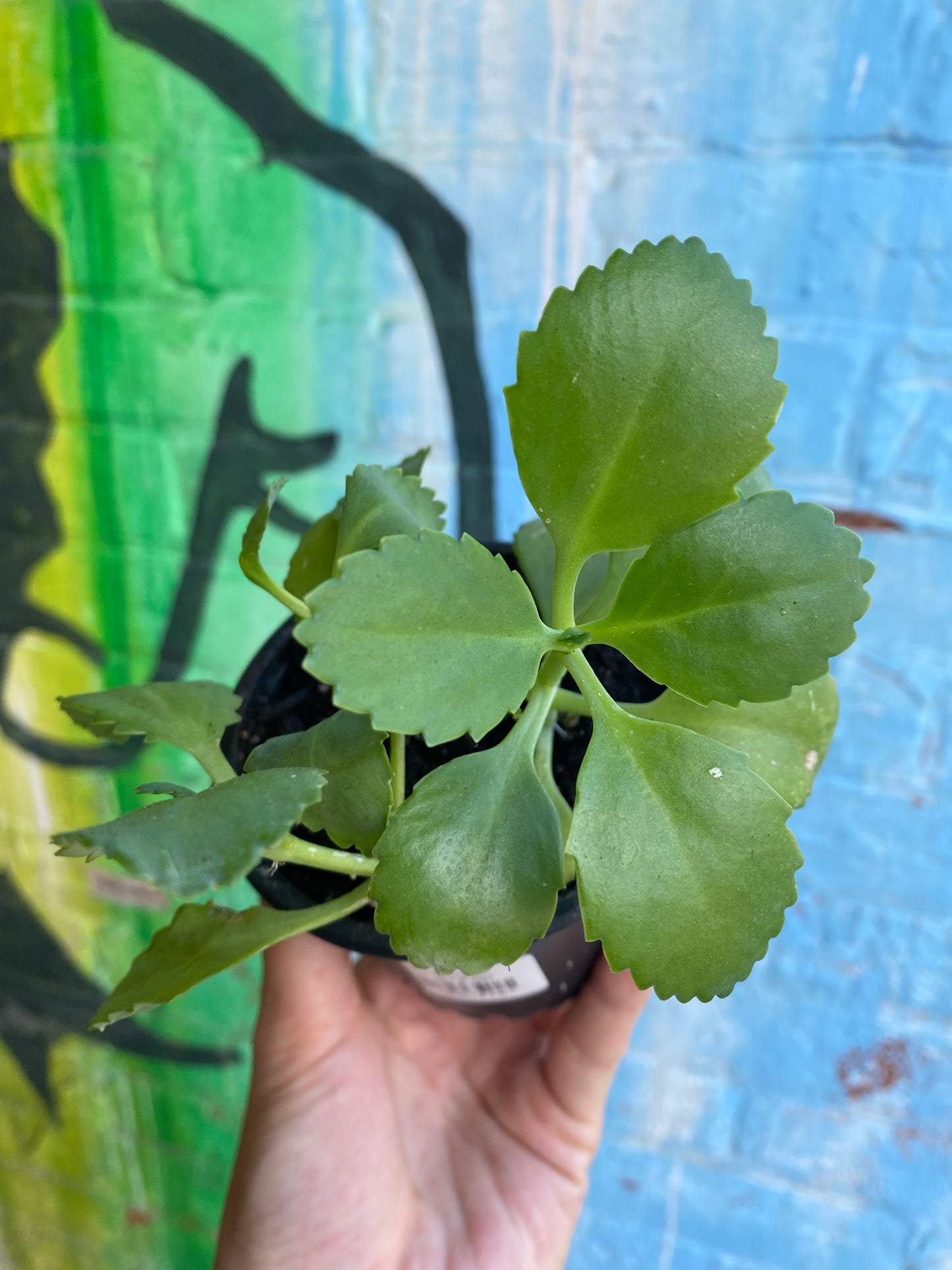 3.5" Kalanchoe Daigremontiana