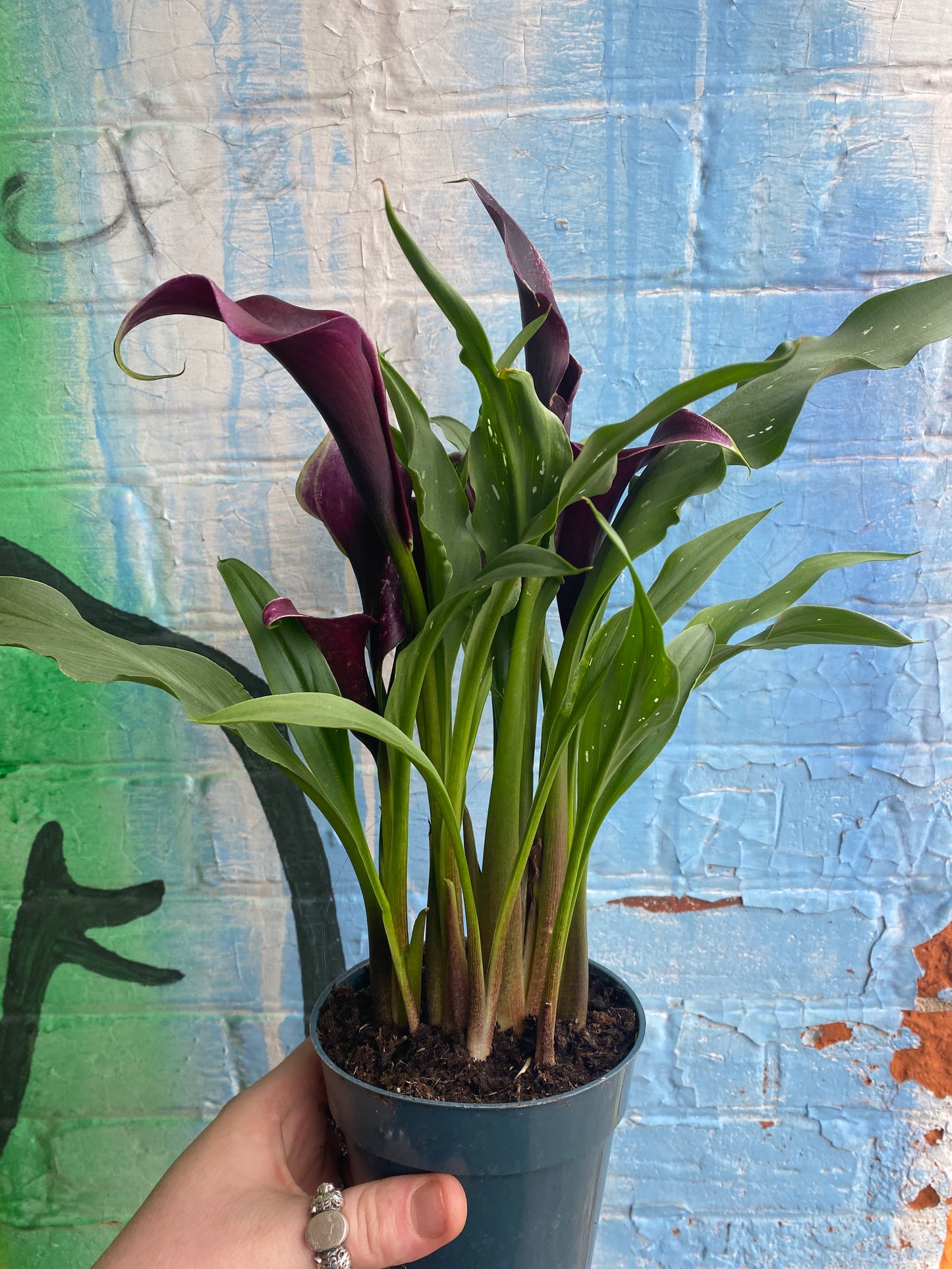 4" Dark Purple Calla Lily