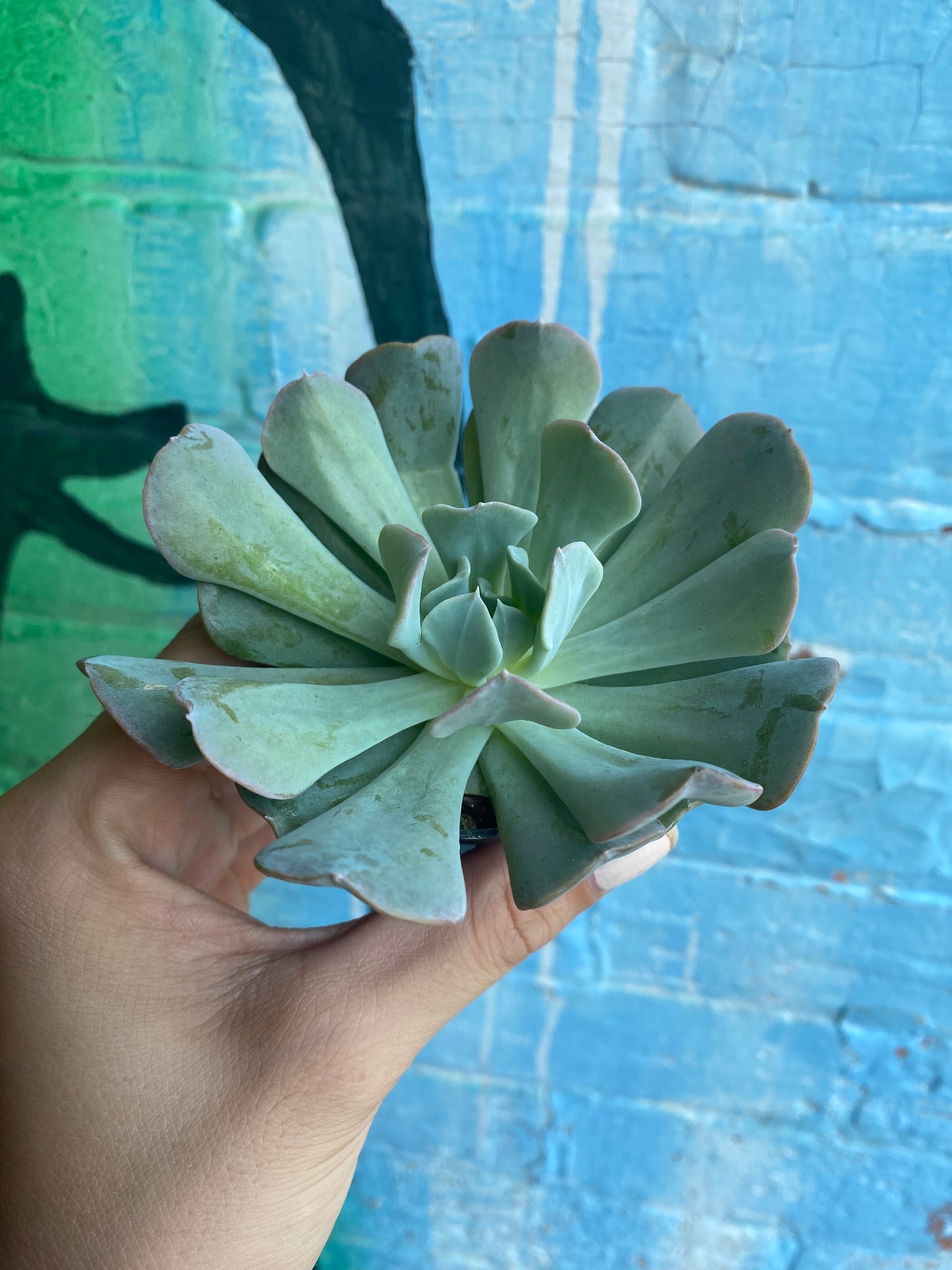 2.5" Echeveria Runyonii