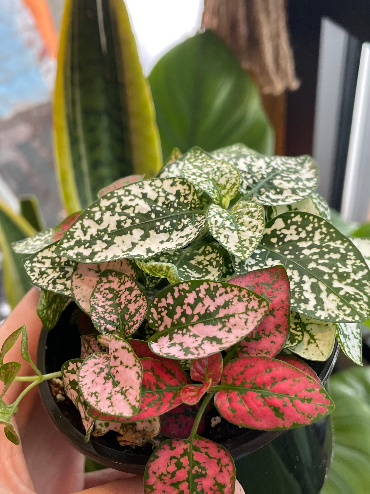 3.5" Polka Dot Plant | Pink/Red/White