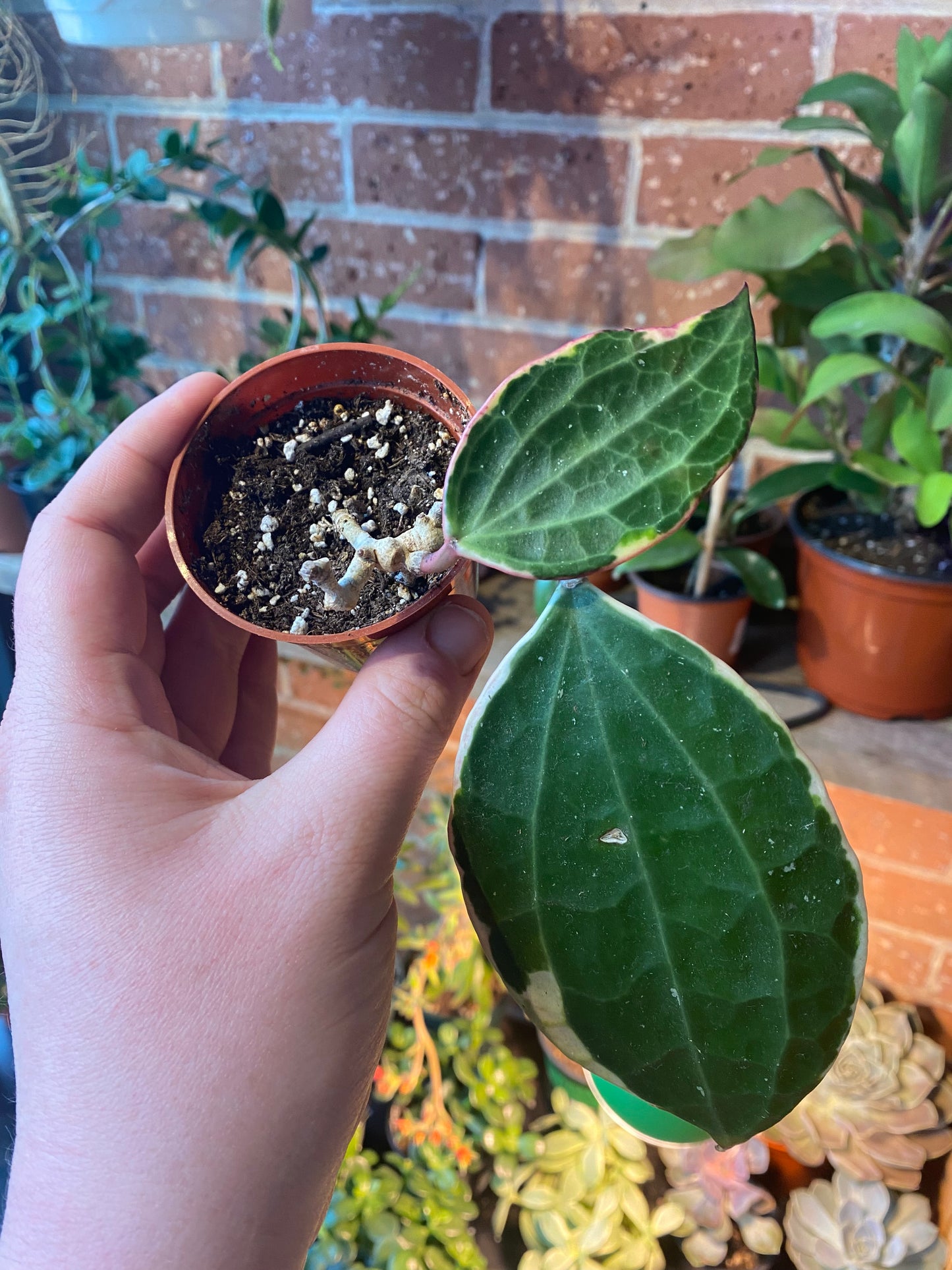3" Hoya Macrophylla