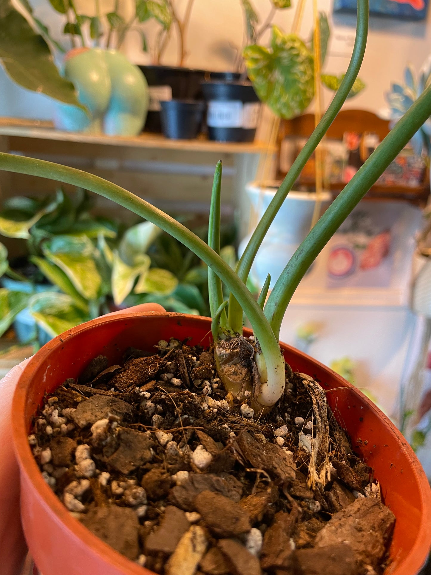 4" Philodendron Burle Marx