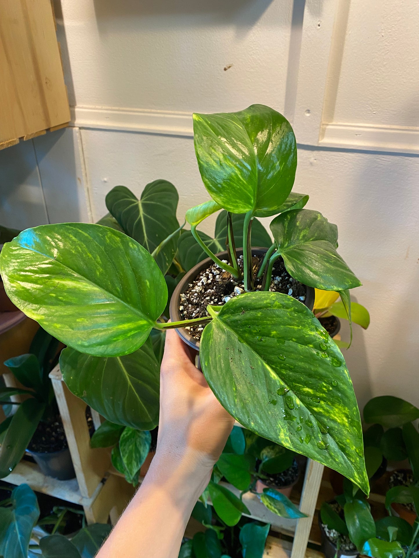 5" Hawaiian Pothos