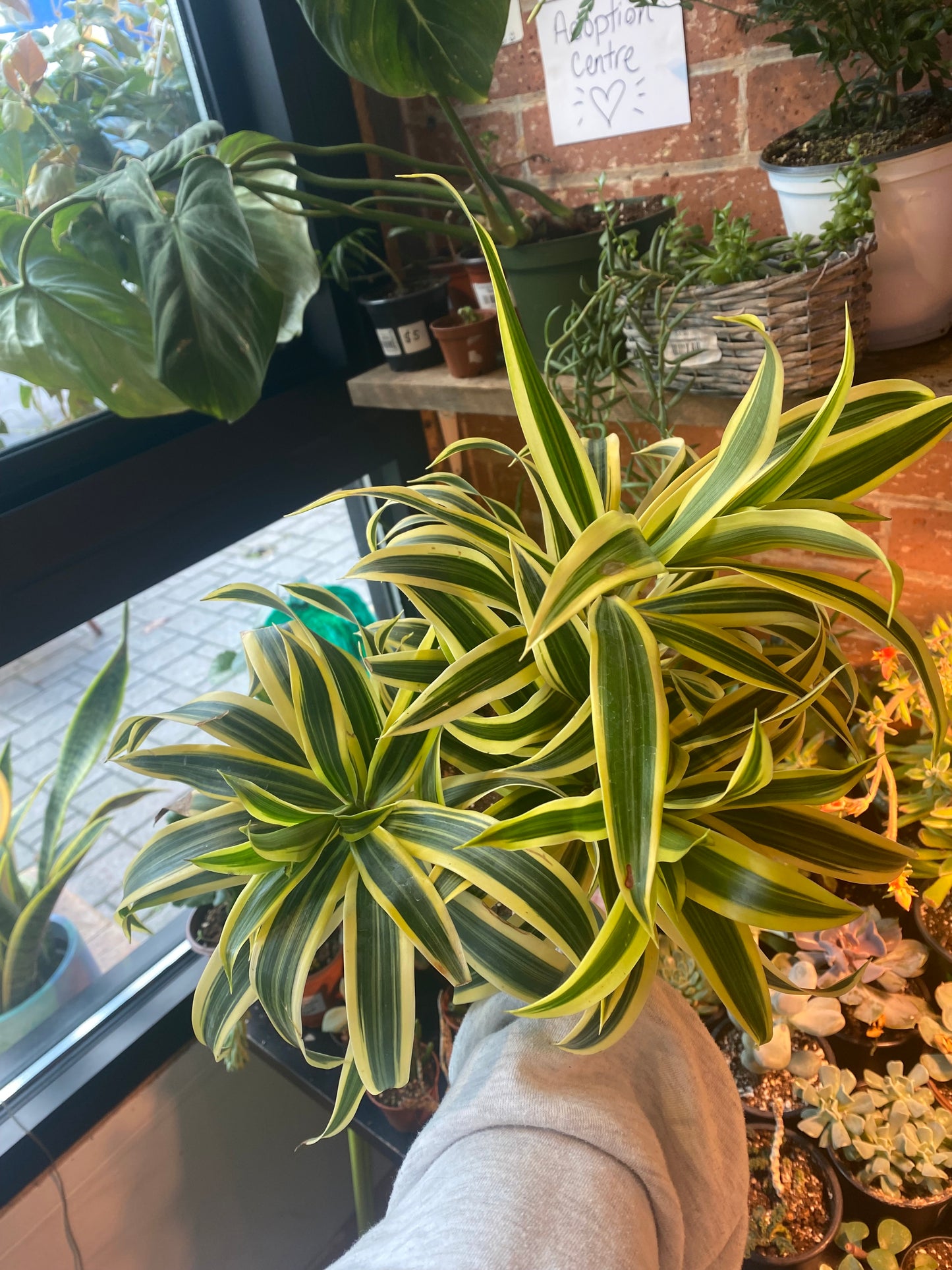 6" Song Of India | Dracaena Reflexa