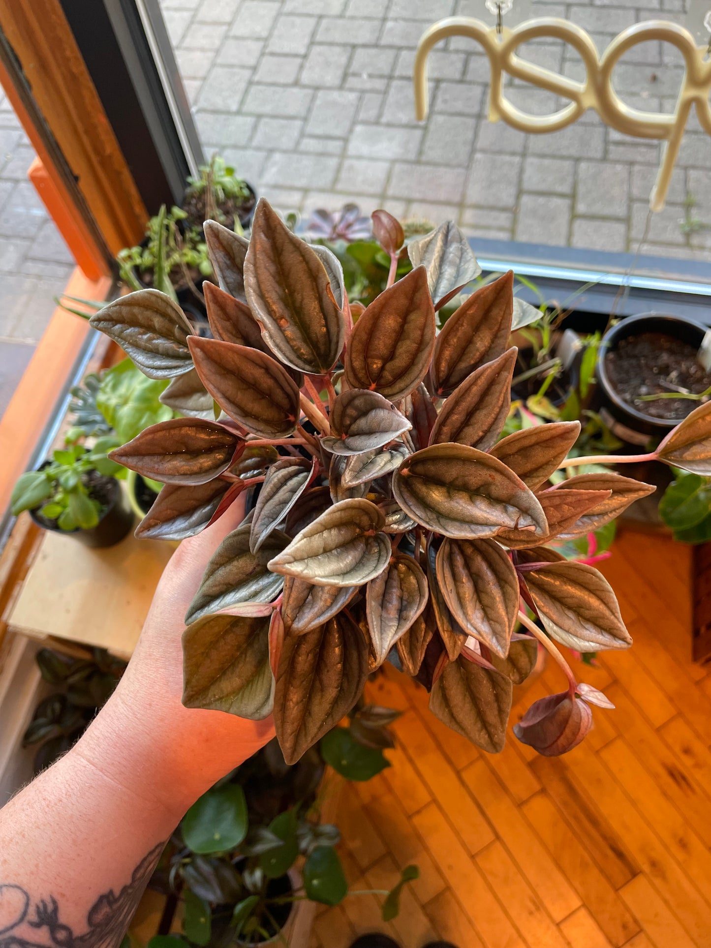 4" Peperomia Mendoza