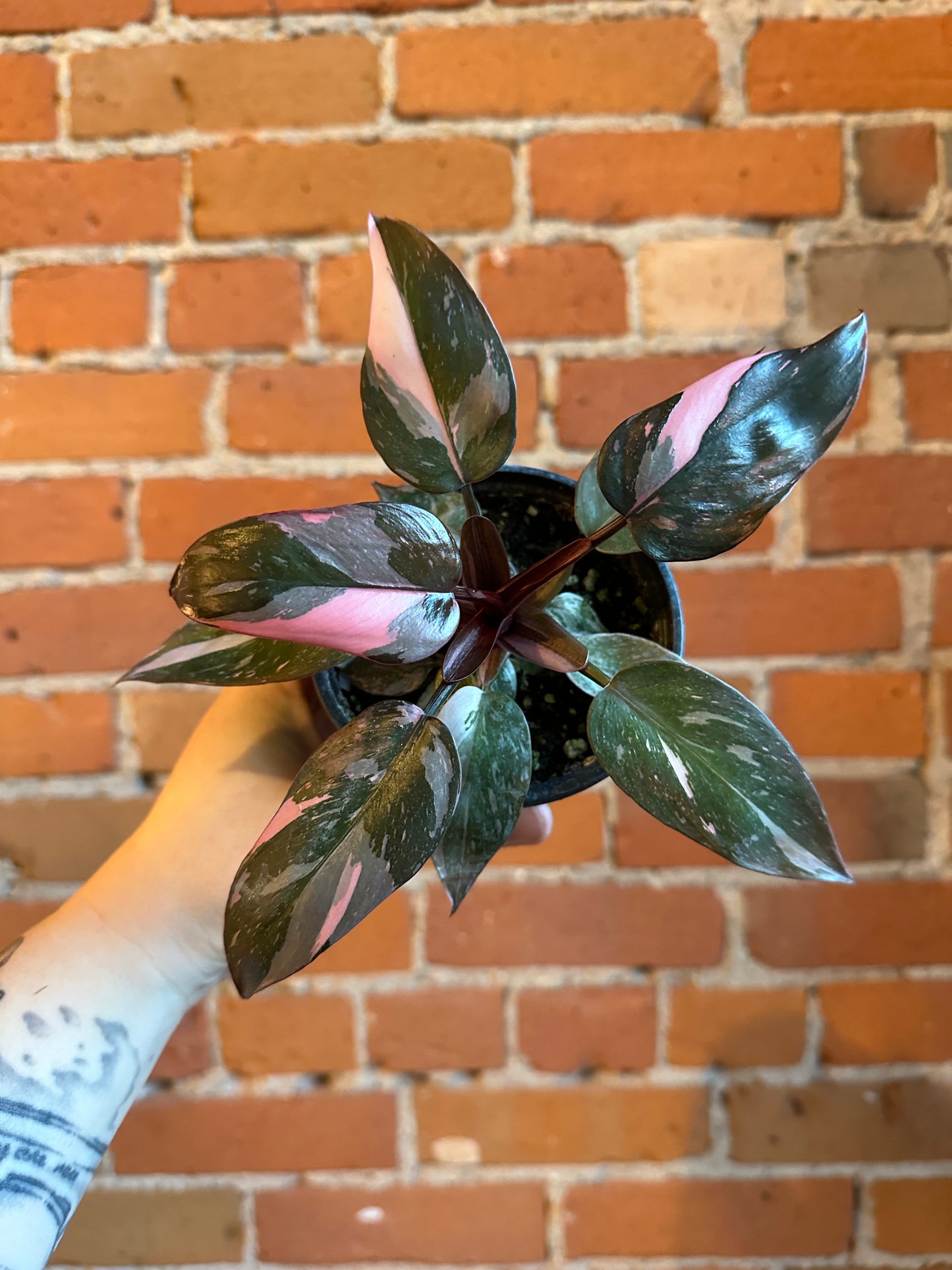 4" Philodendron Pink Princess