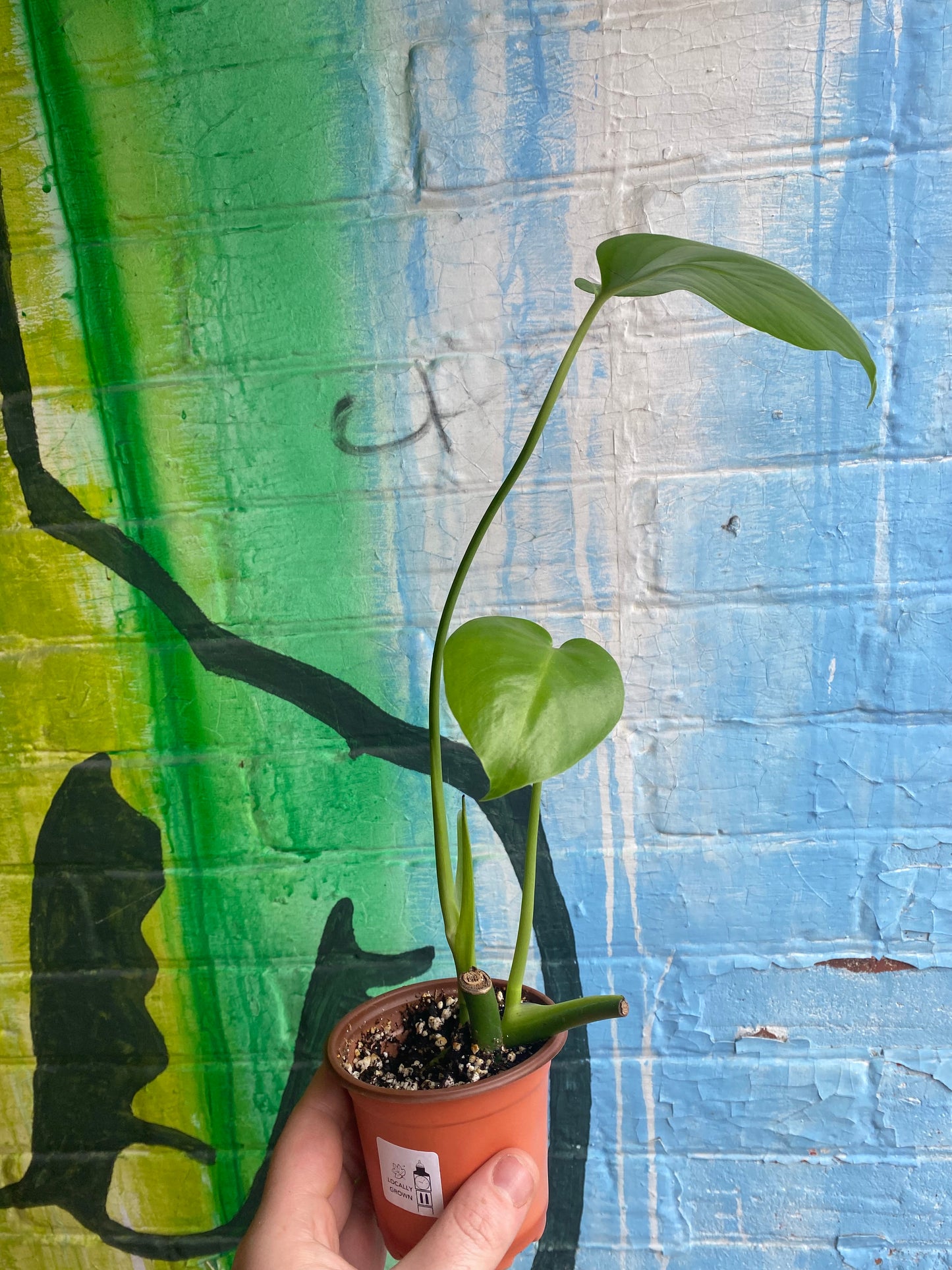 4" Monstera Deliciosa