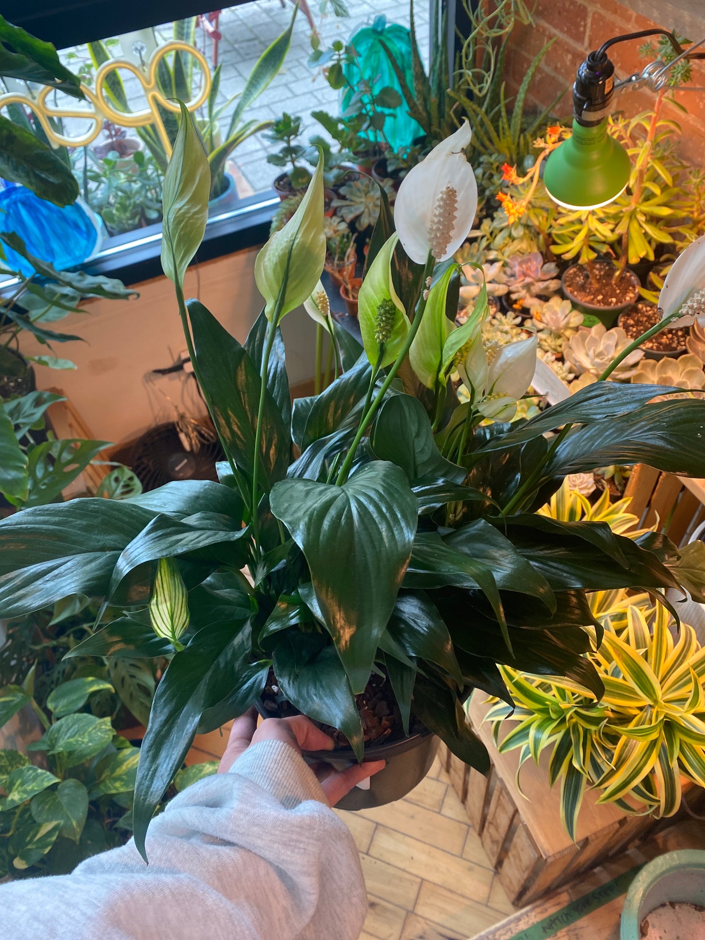 8" Peace Lily | Spathiphyllum