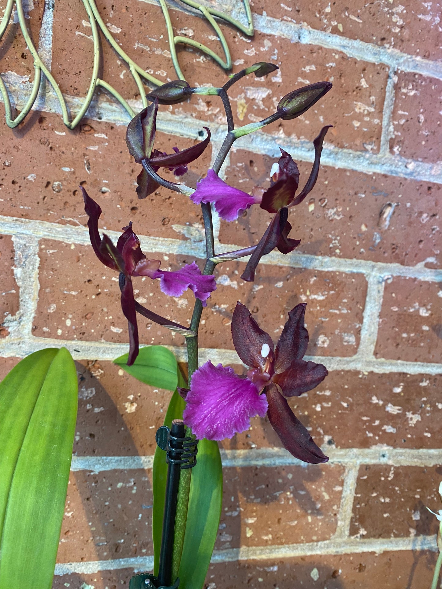 3” Oncidium Orchid