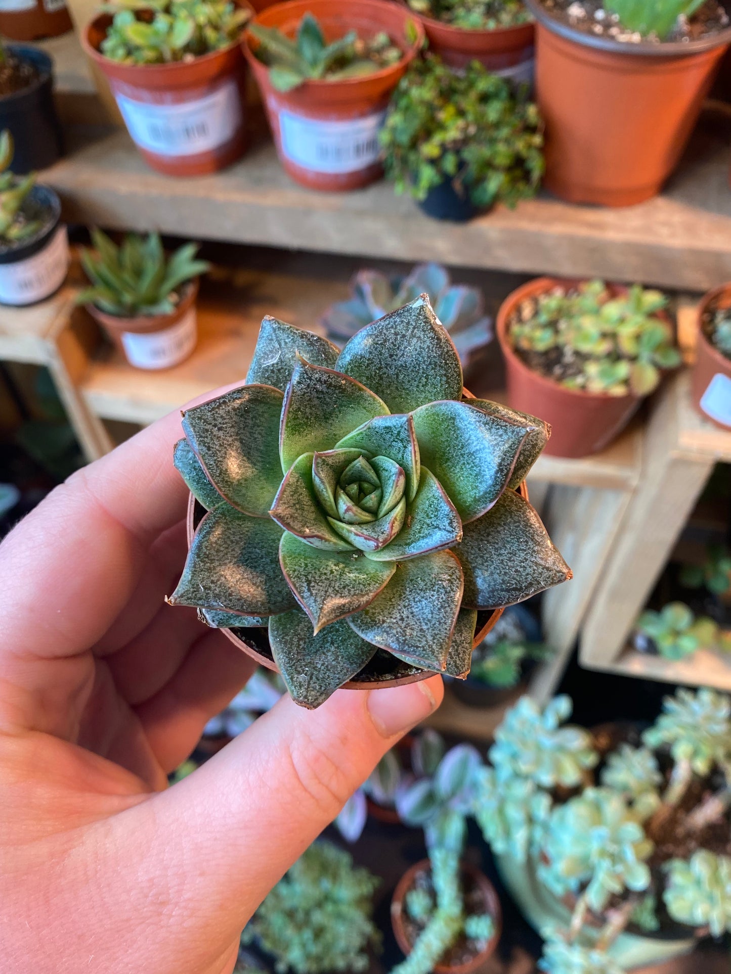 2.5" Echeveria Dionysos