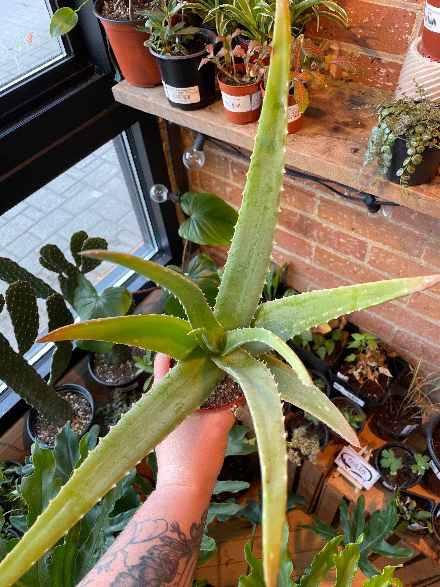 4" Aloe Barbadensis