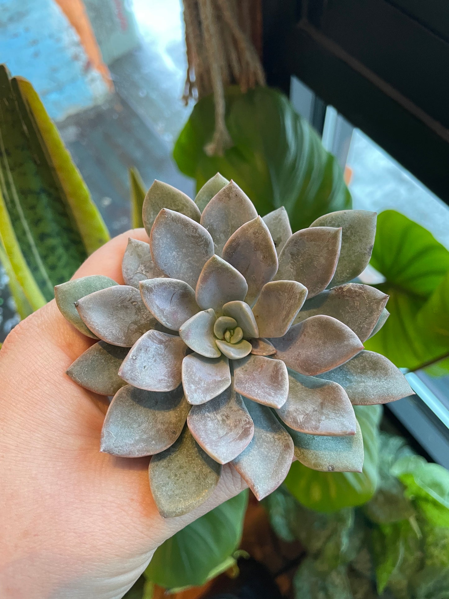 2.5" Echeveria Silver Queen