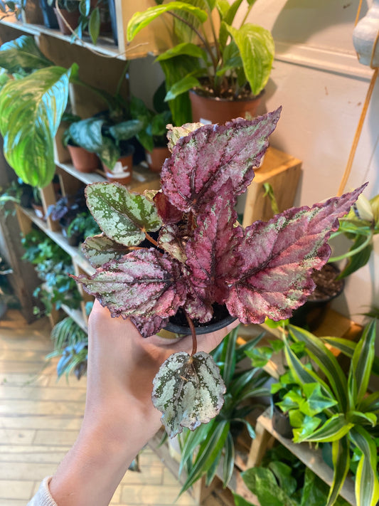 3.5" Begonia Rex Spirit of Sumatra