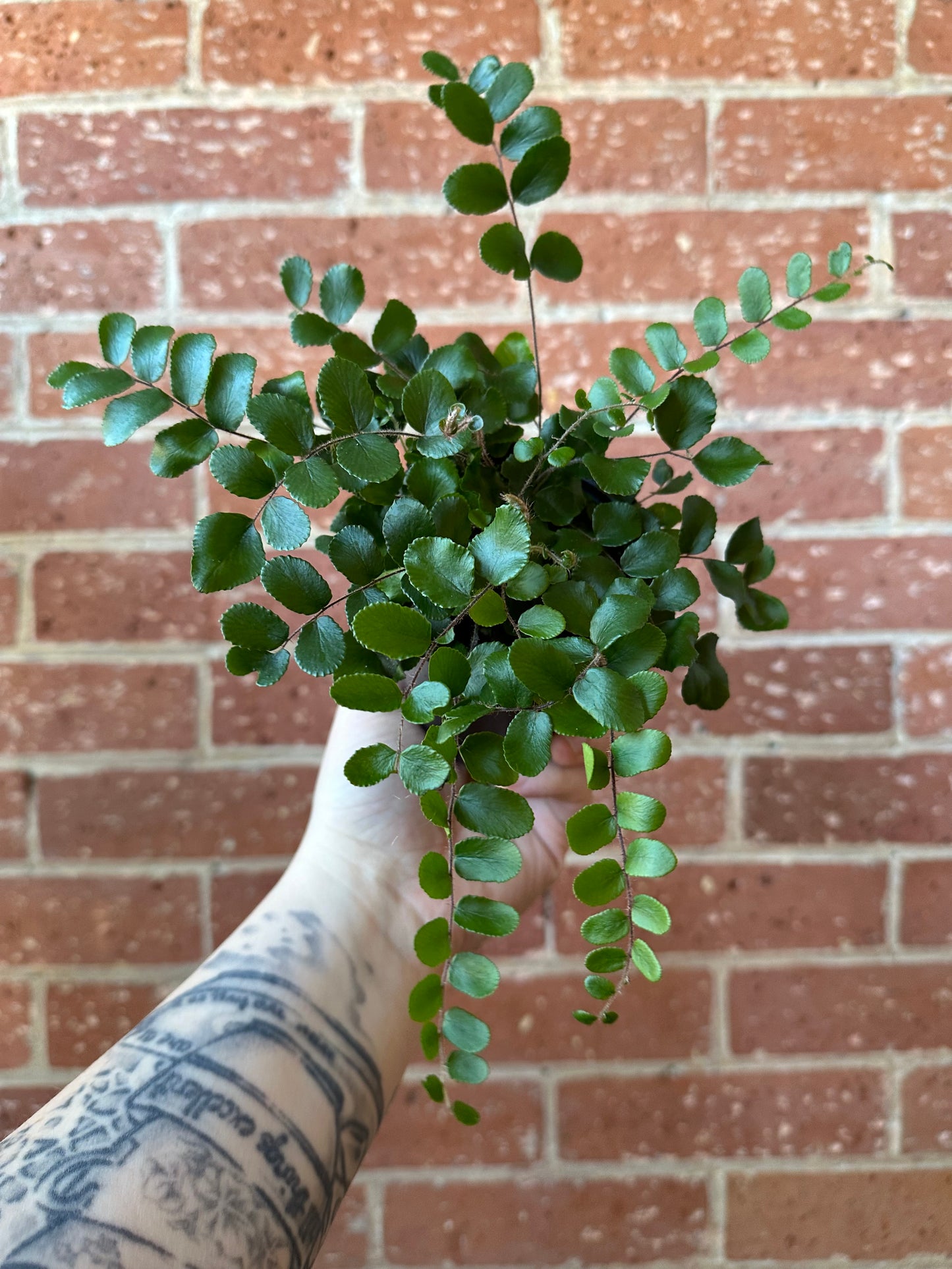 3.5" Pellaea Rotundifolia | Button Fern