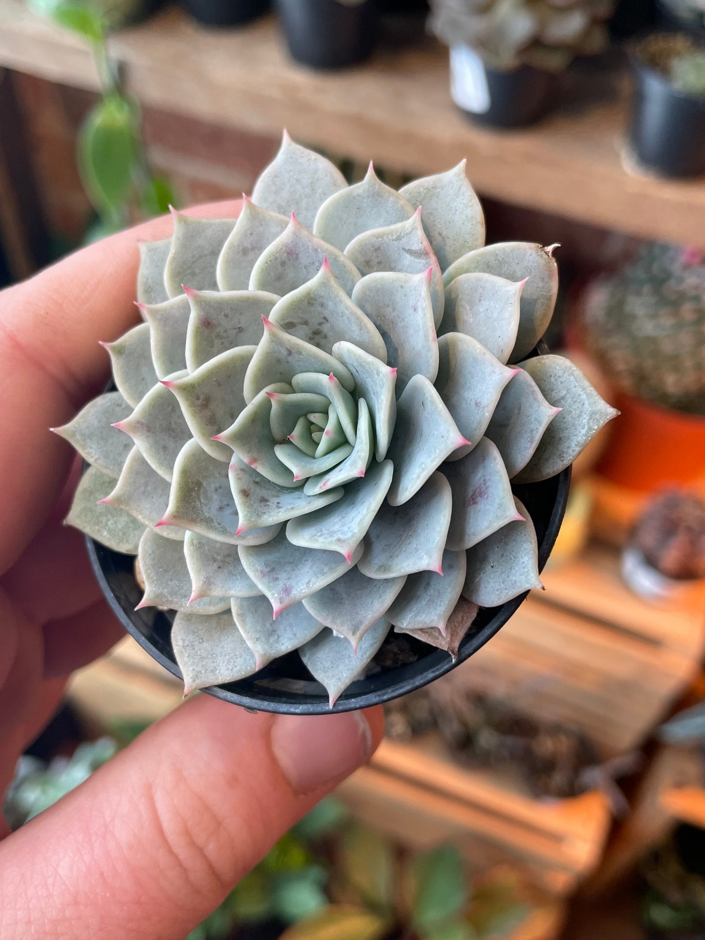 2.5" Graptoveria Margret Reppin