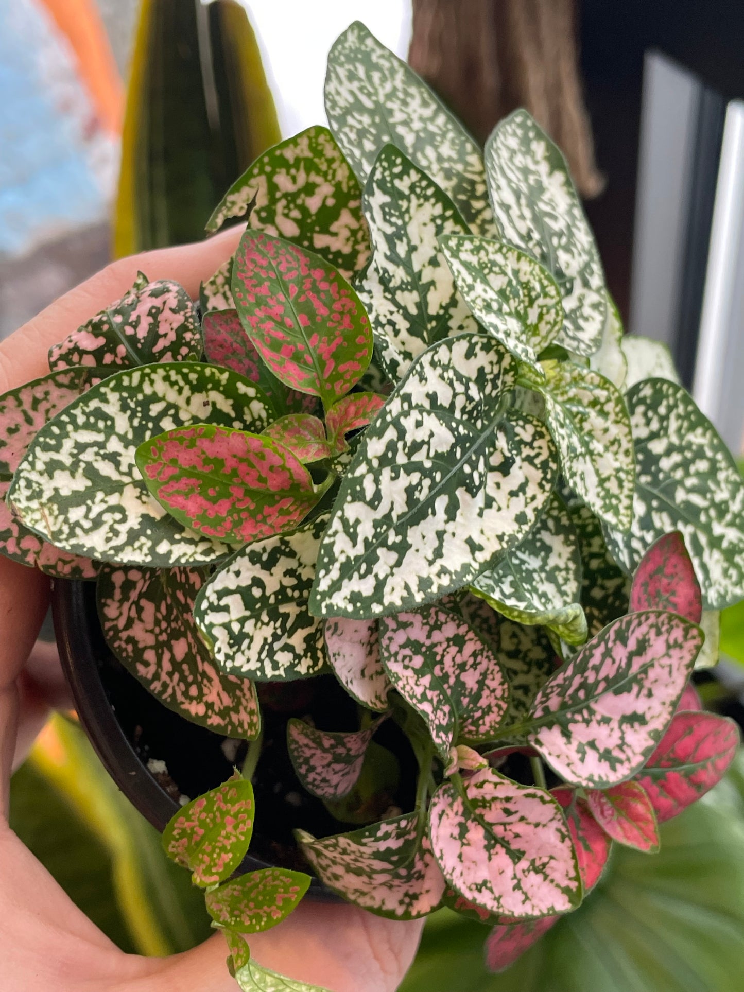3.5" Polka Dot Plant | Pink/Red/White