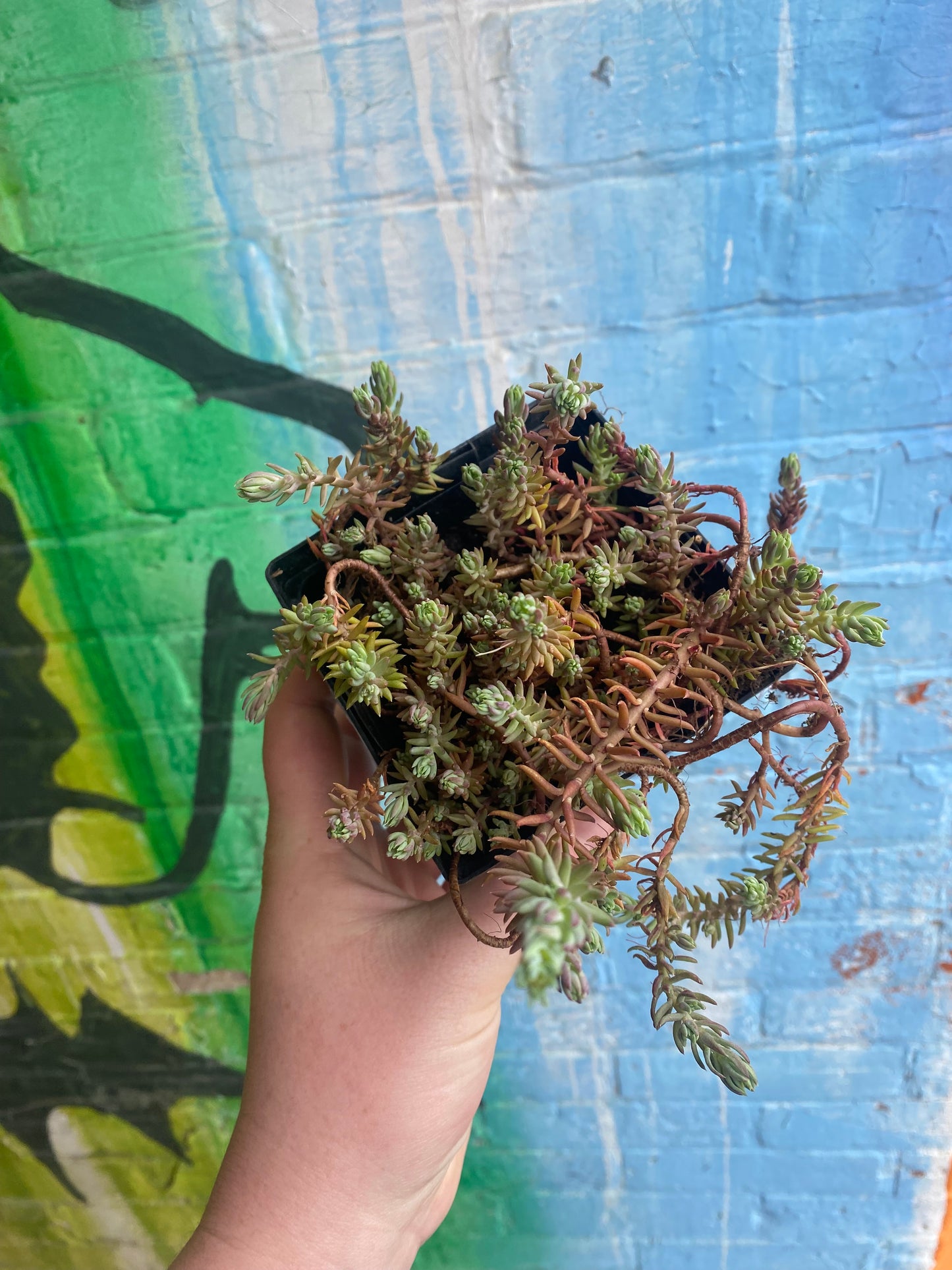 4" Jenny's Stonecrop | Petrosedum rupestre
