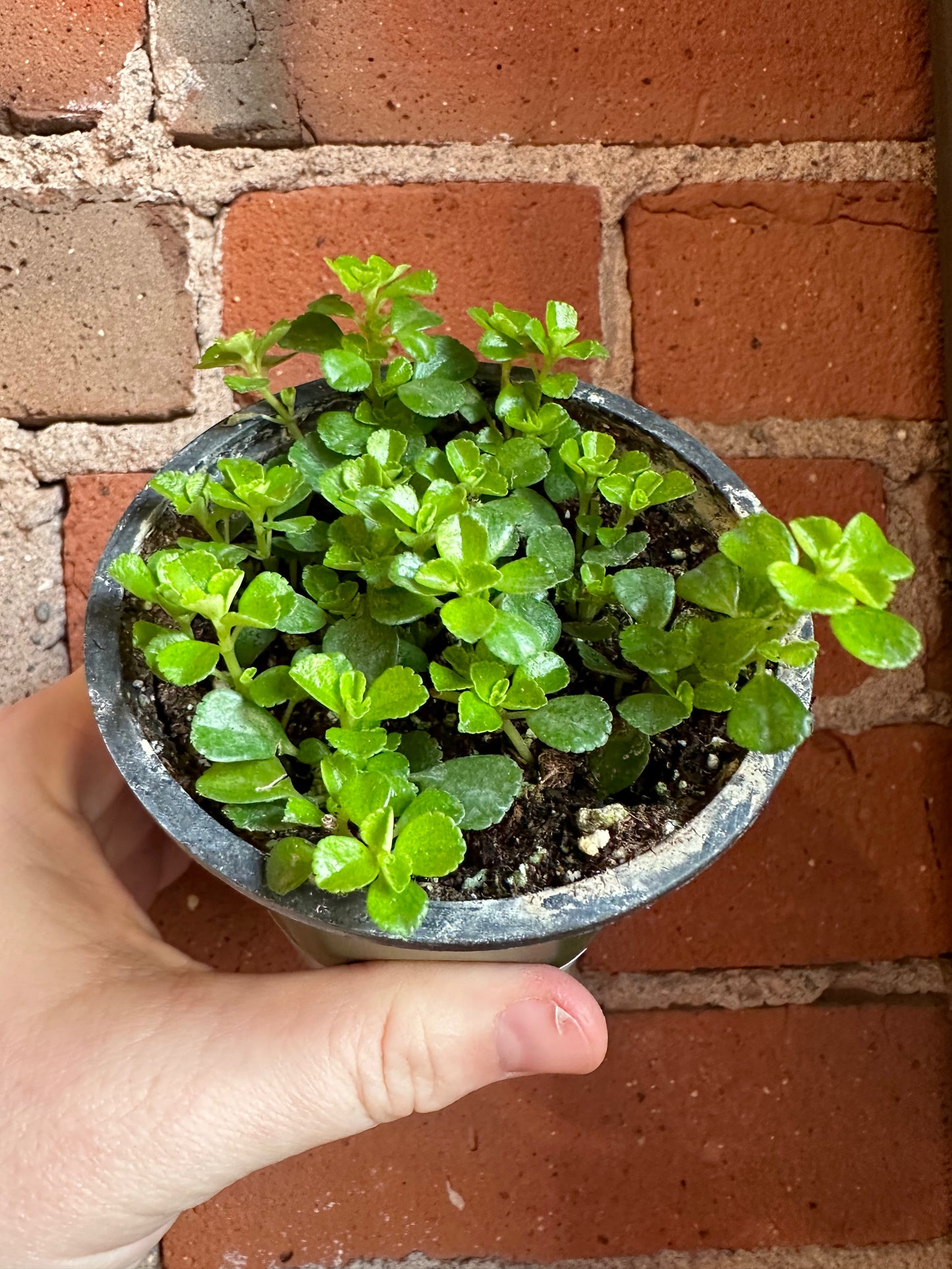 3.5" Pilea Depressa