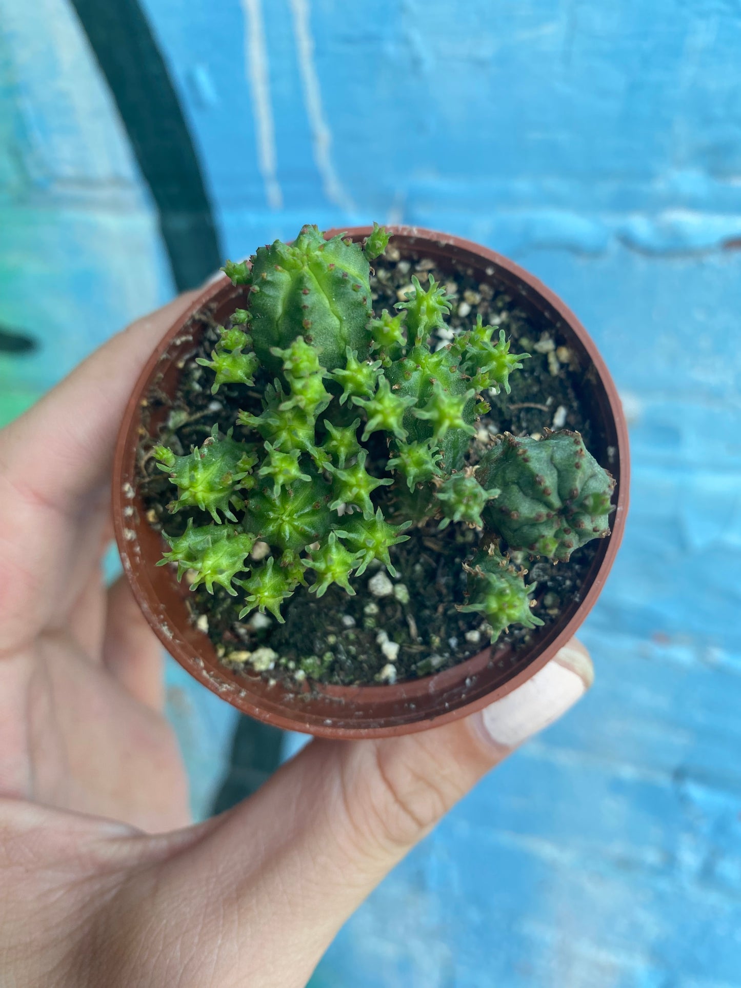 2.5” Euphorbia Mammillaris Monstrose