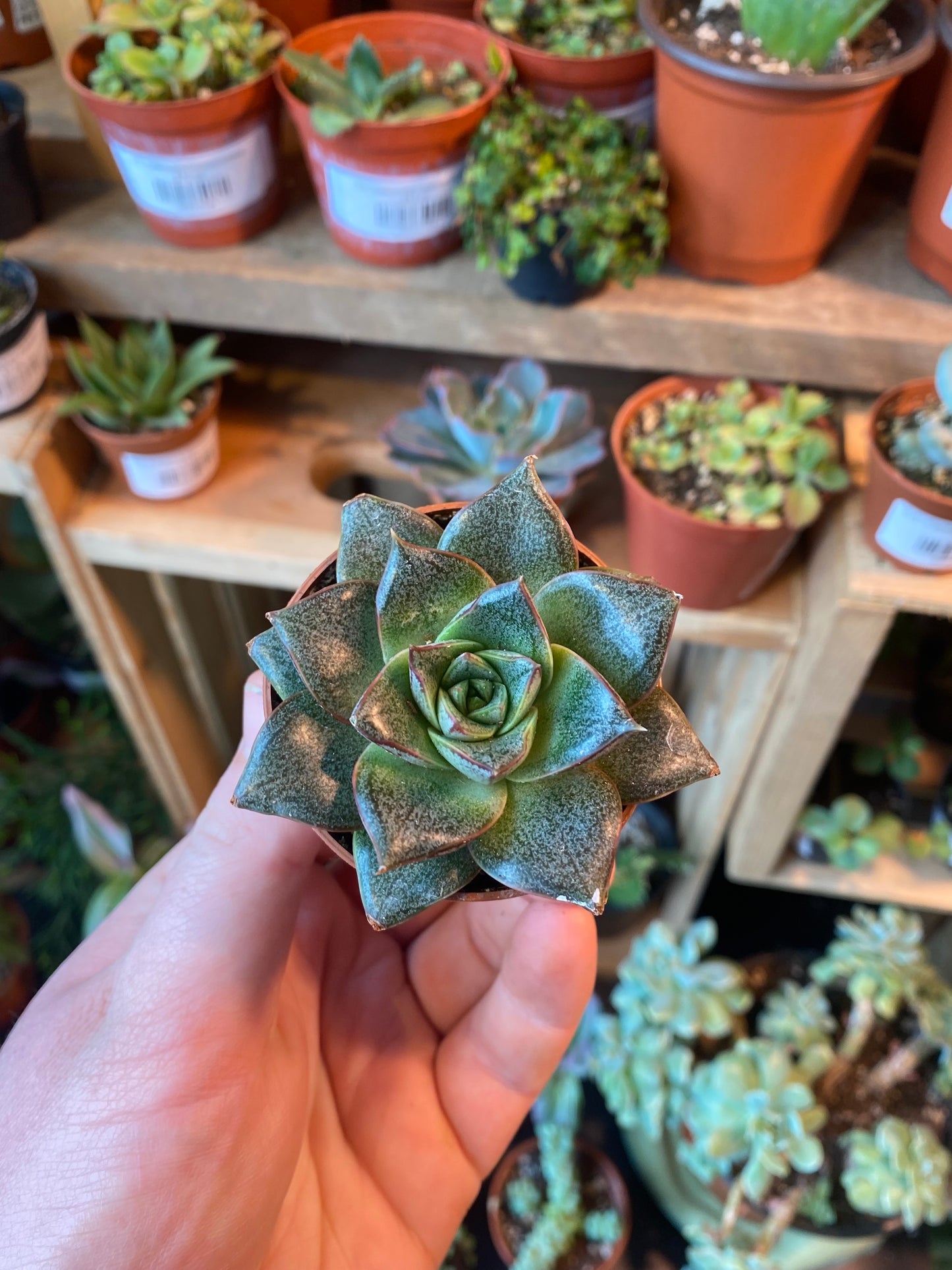 2.5" Echeveria Dionysos