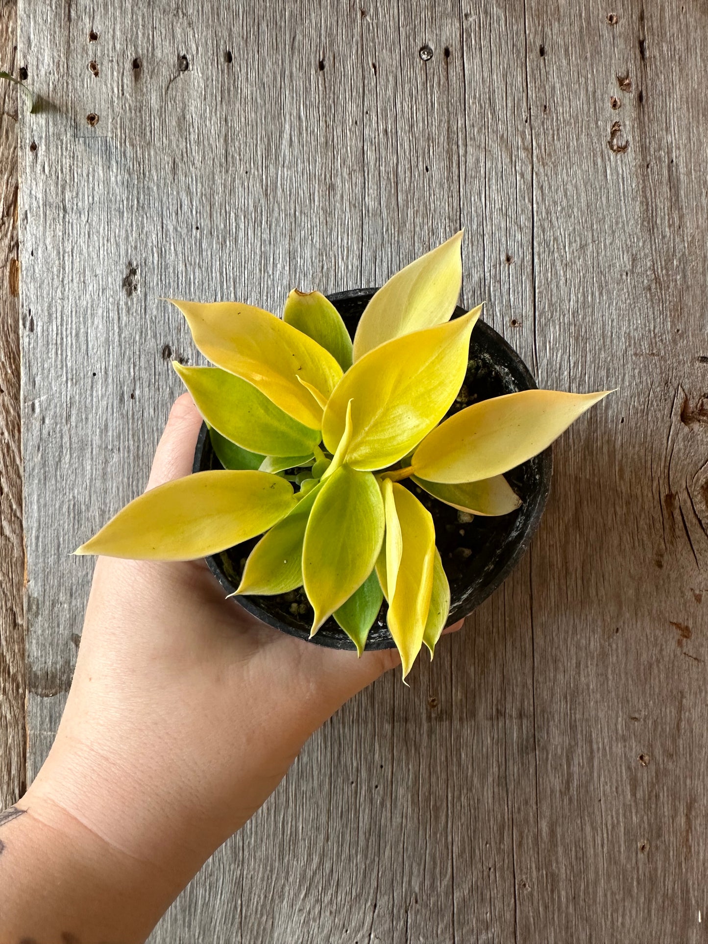 4" Philodendron Imperial Golden