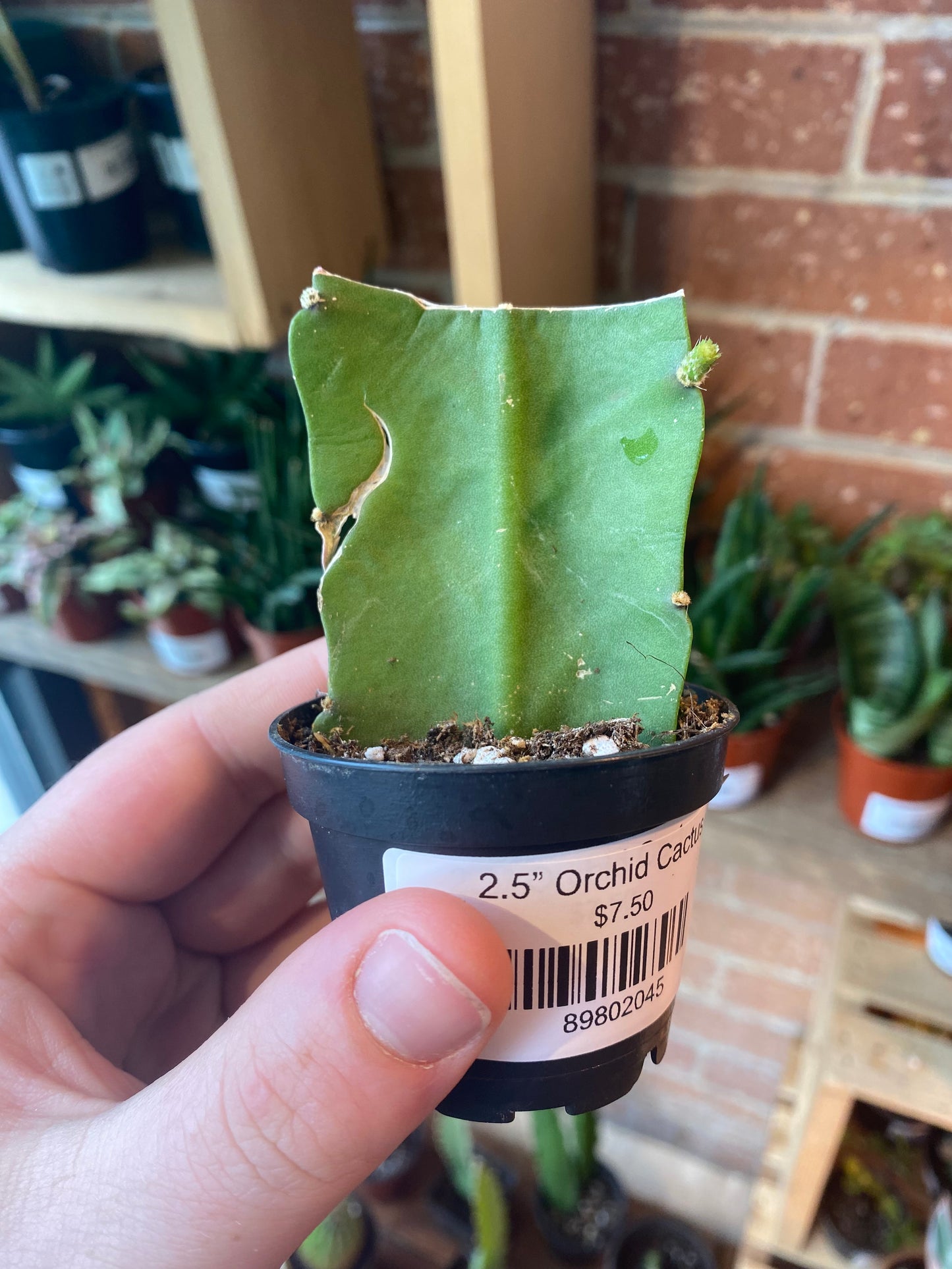 2.5” Orchid Cactus