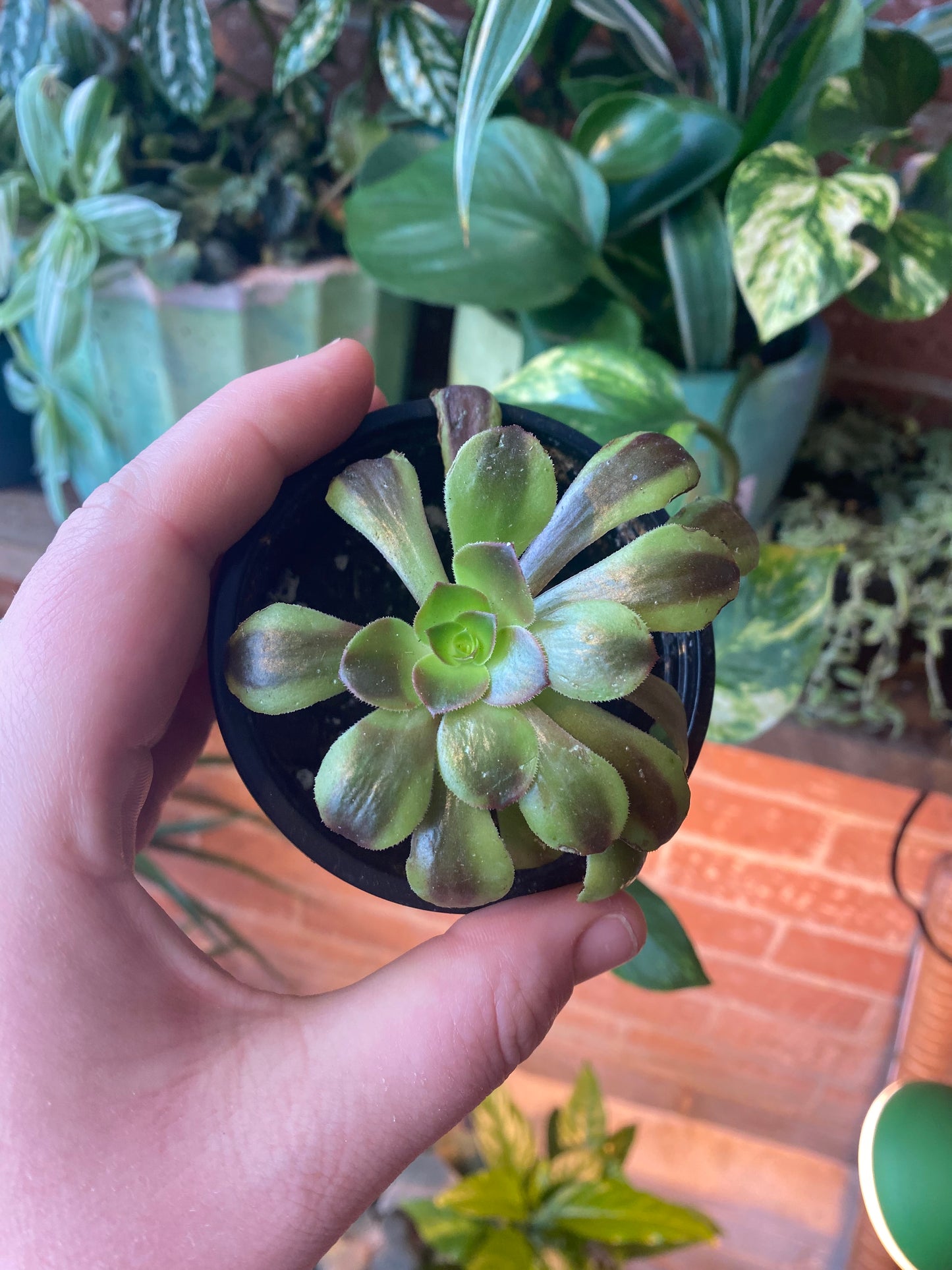 3.5” Aeonium Super Bang