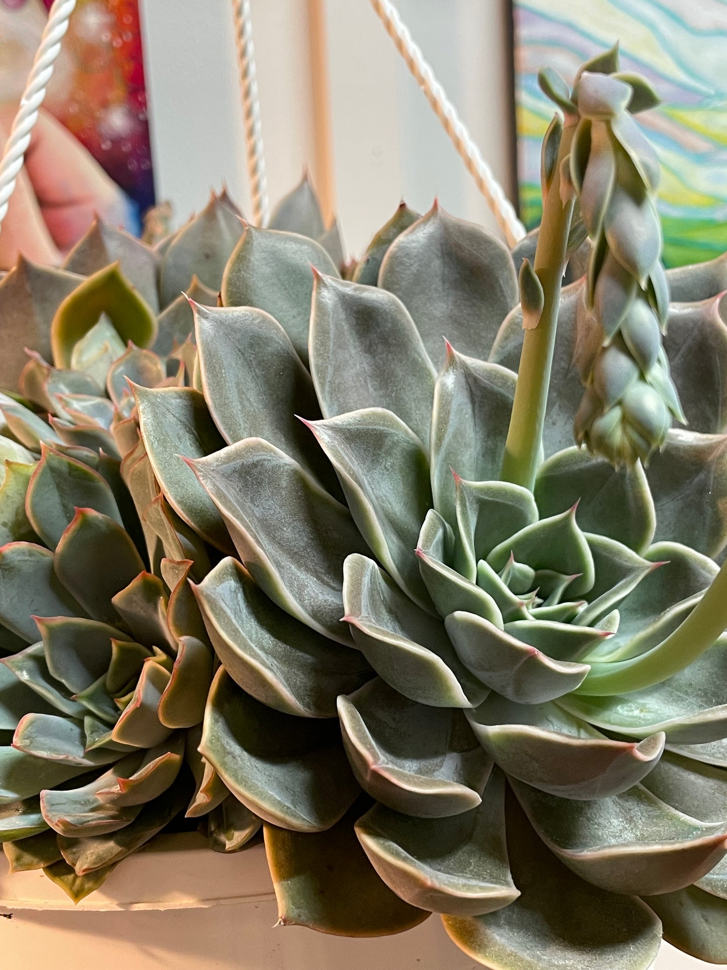 8” Echeveria Costa Hanging Basket