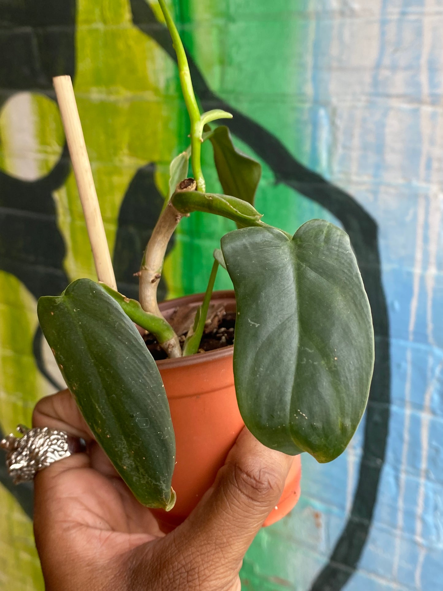3.5" Philodendron Silver Sword (TAC)