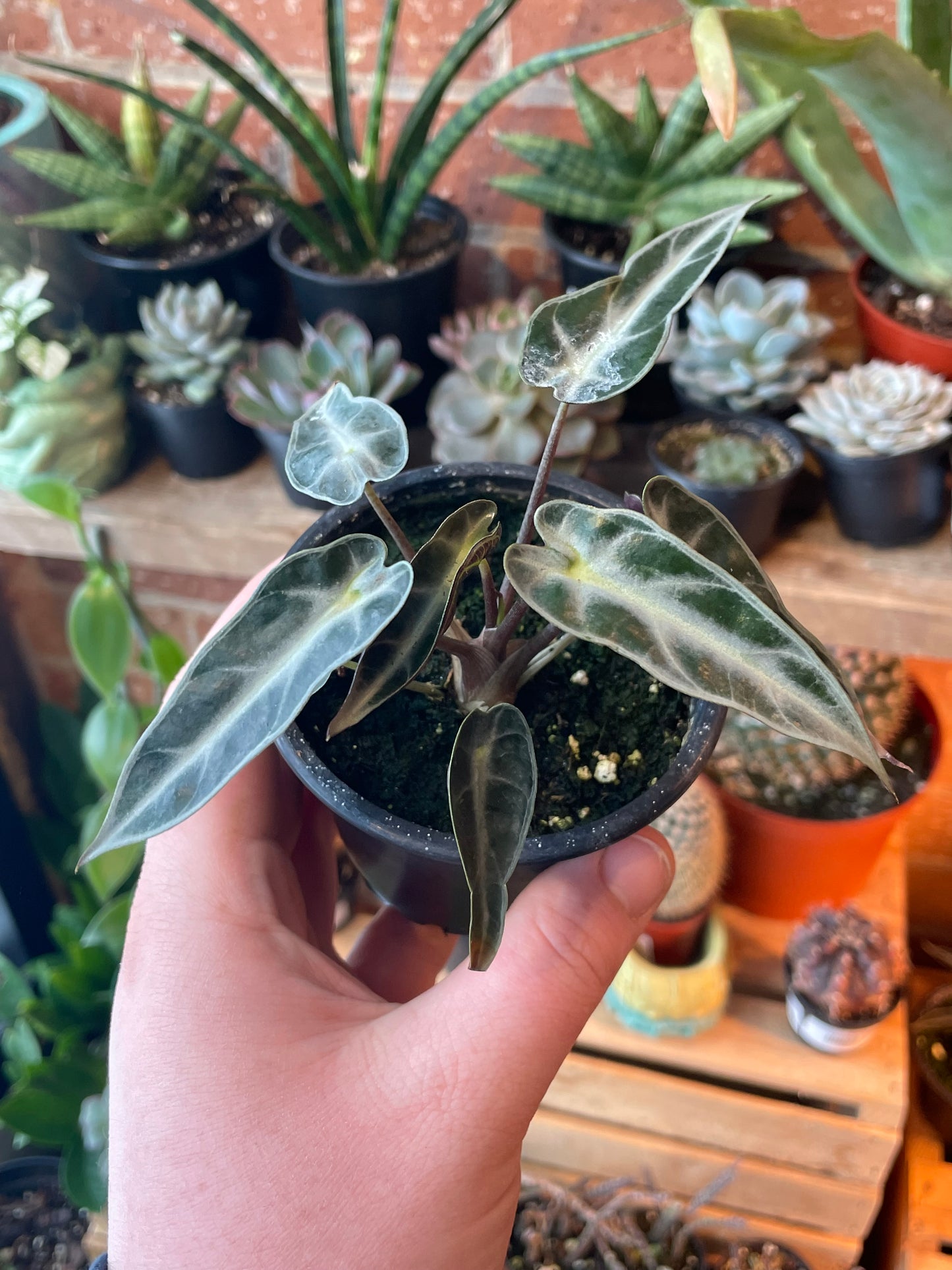 3.5 Alocasia Bambino