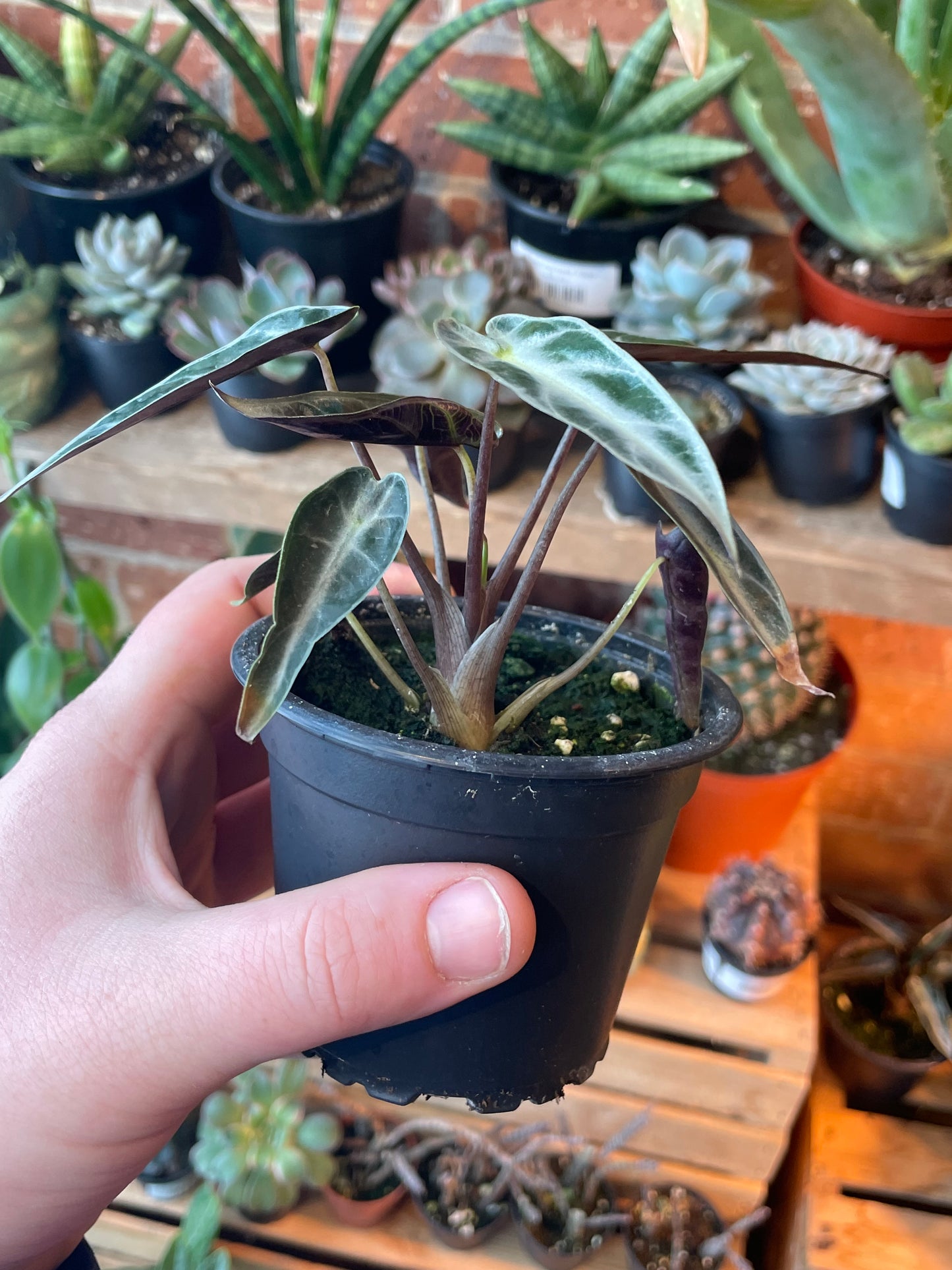 3.5 Alocasia Bambino