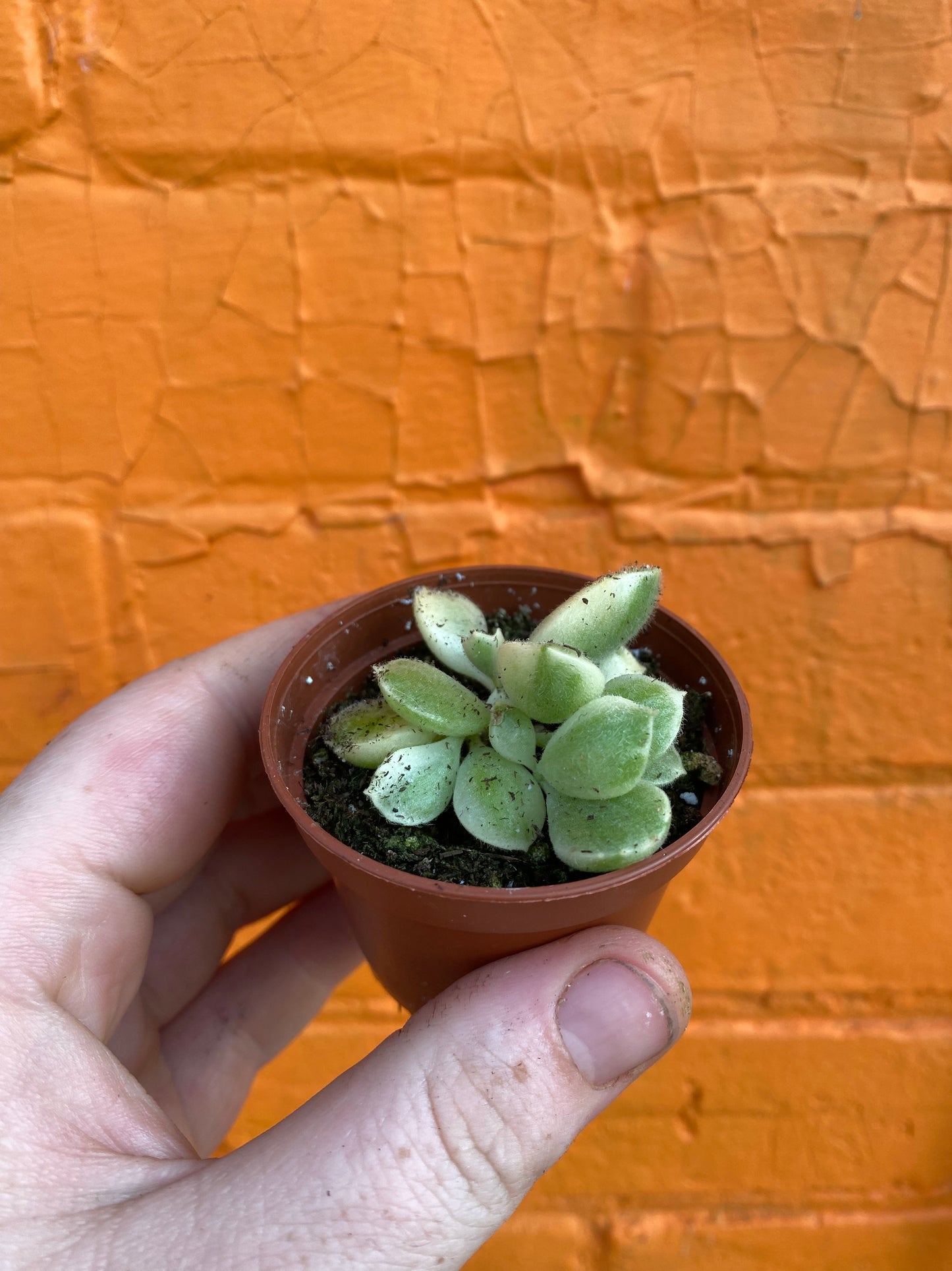 2.5" Cotyledon Tomentosa Albo Variegated | Bear Paw Succulent