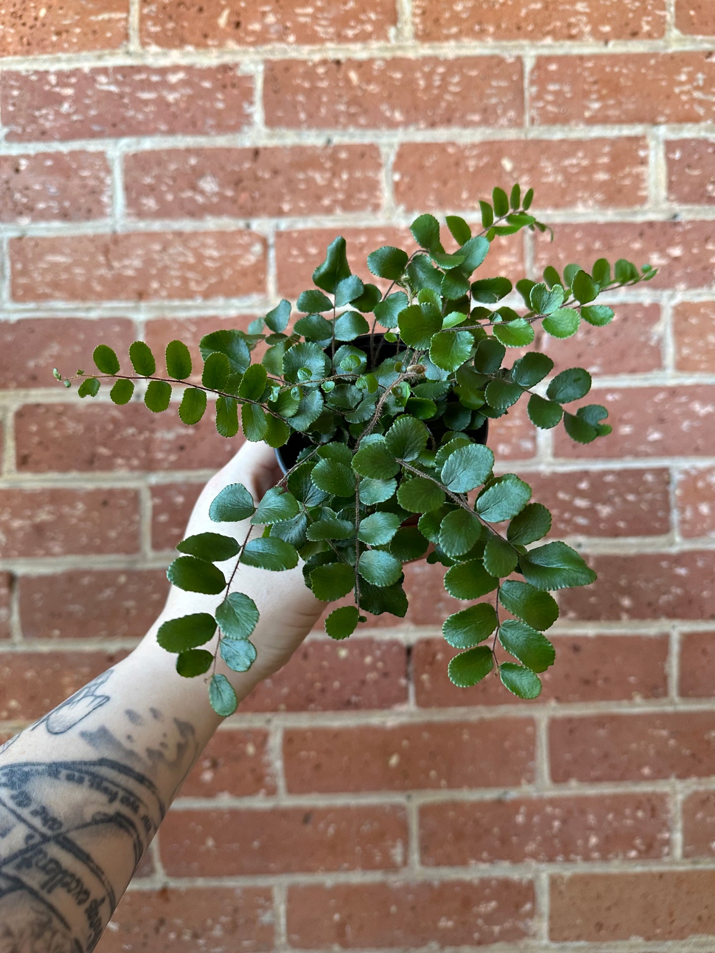 3.5" Pellaea Rotundifolia | Button Fern