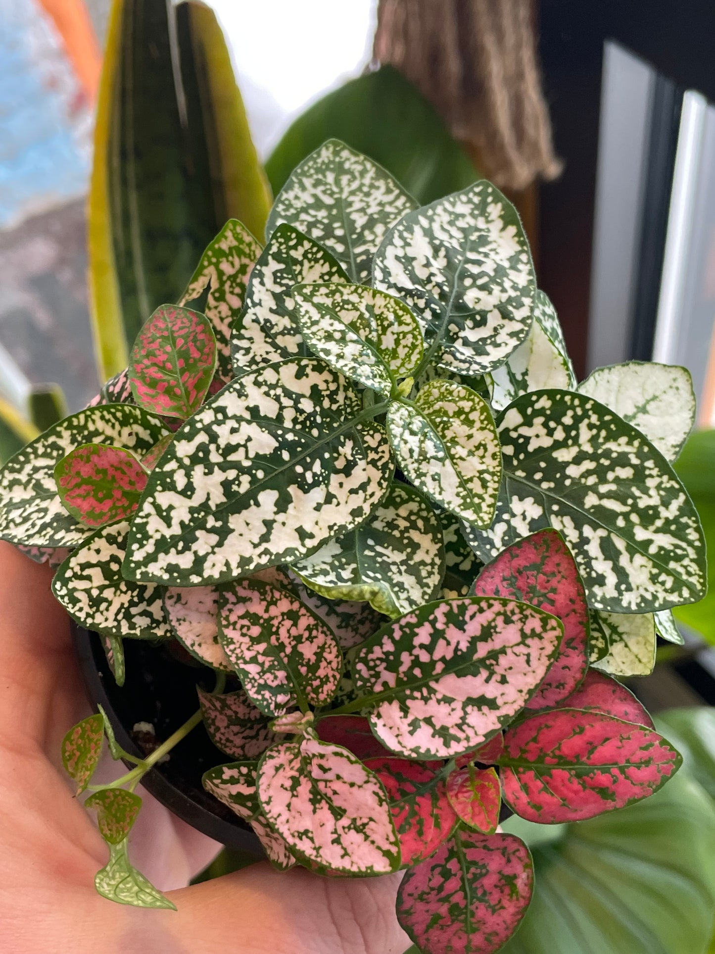 3.5" Polka Dot Plant | Pink/Red/White