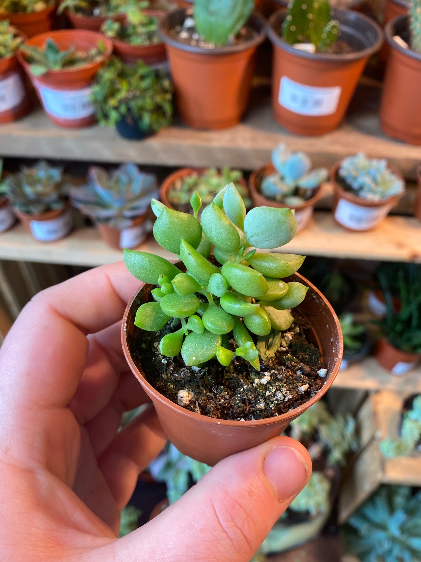 2.5" Cotyledon Pendens