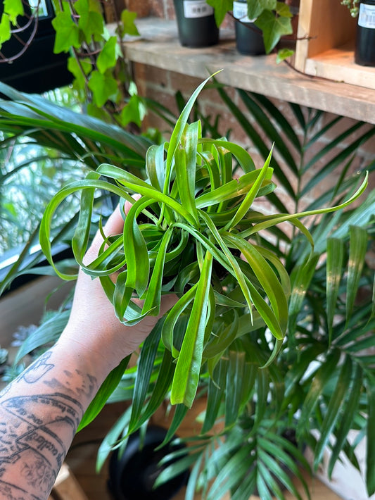 3.5" Curly Bonnie Spider Plant Green